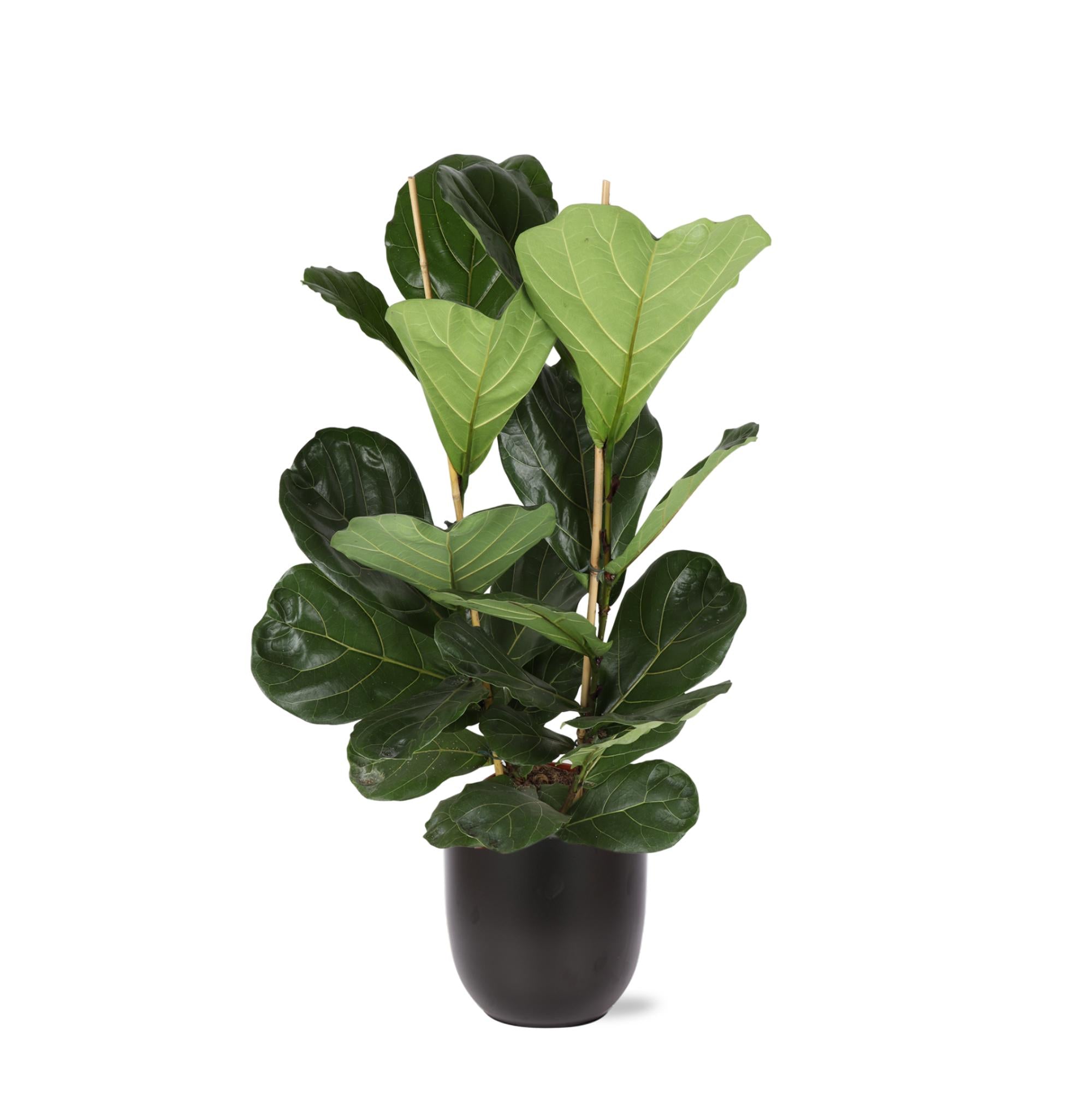 Geigenfeige - Ficus Lyrata - Ø24cm - ↕120cm in Boule ANTRACIET Topf