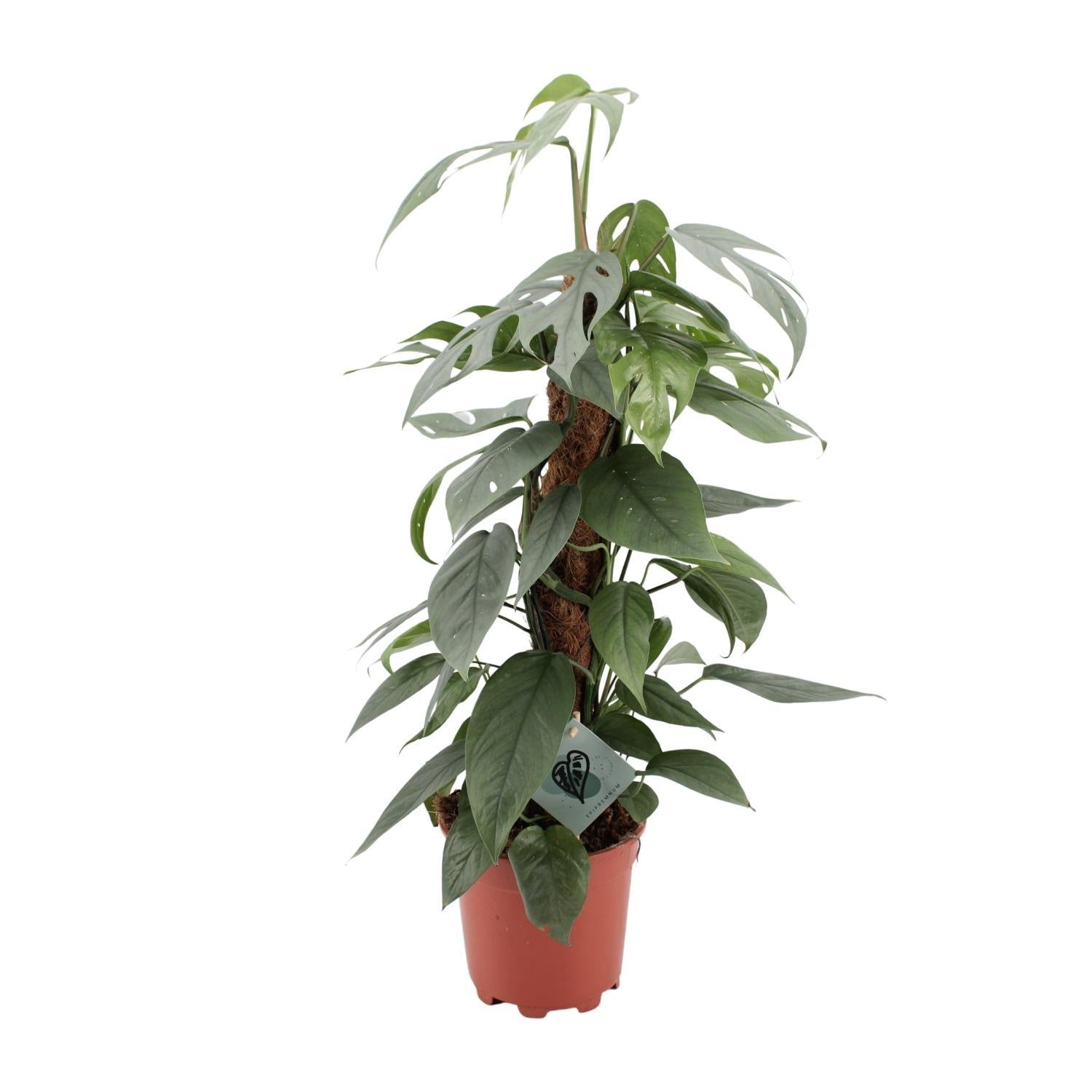 Epipremnum Pinnatum Cebu Blauw - Ø17cm - ↕60cm