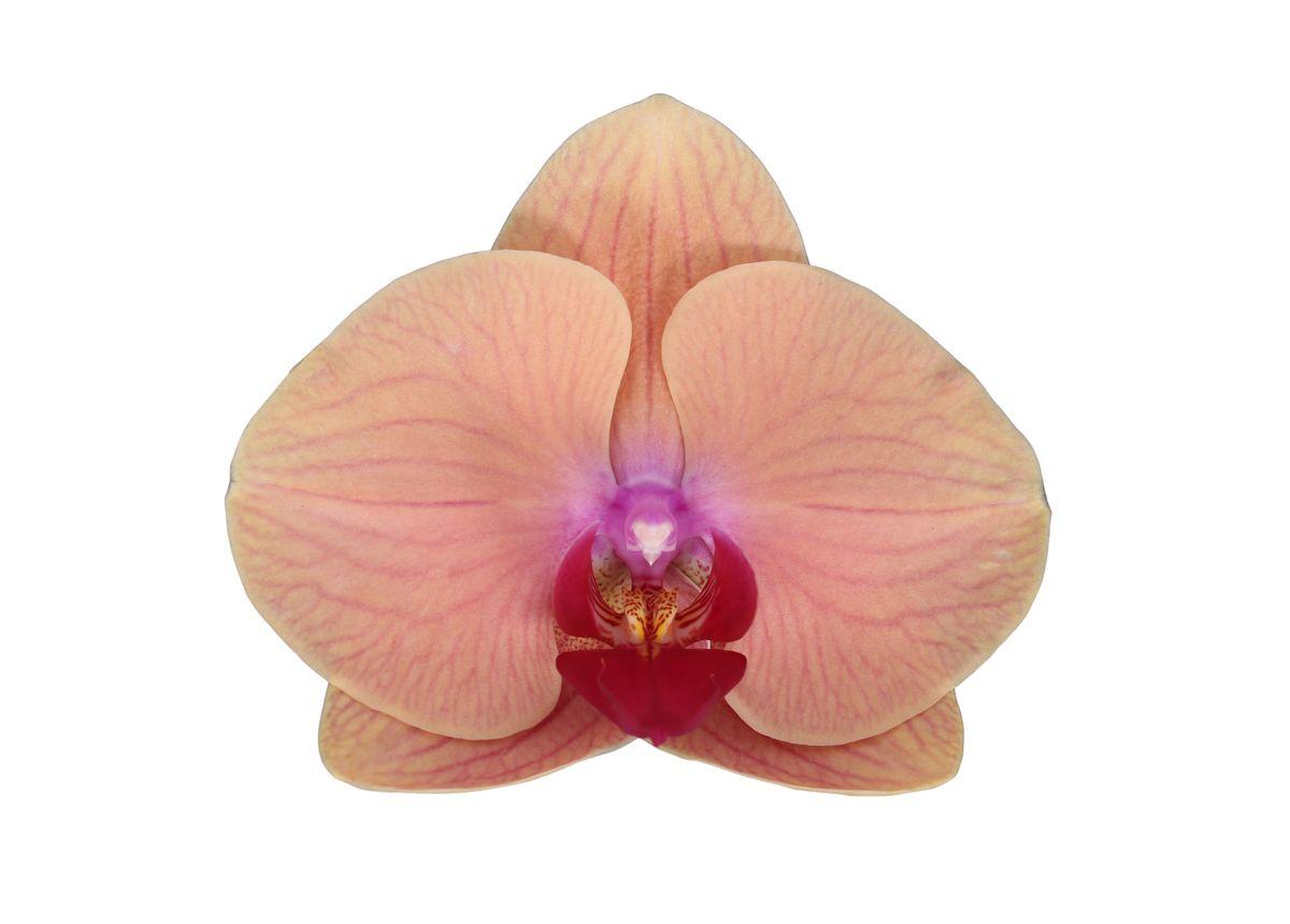 Orchidee Phalaenopsis Carribean Dream - 3 tak - 60 cm - Ø12cm