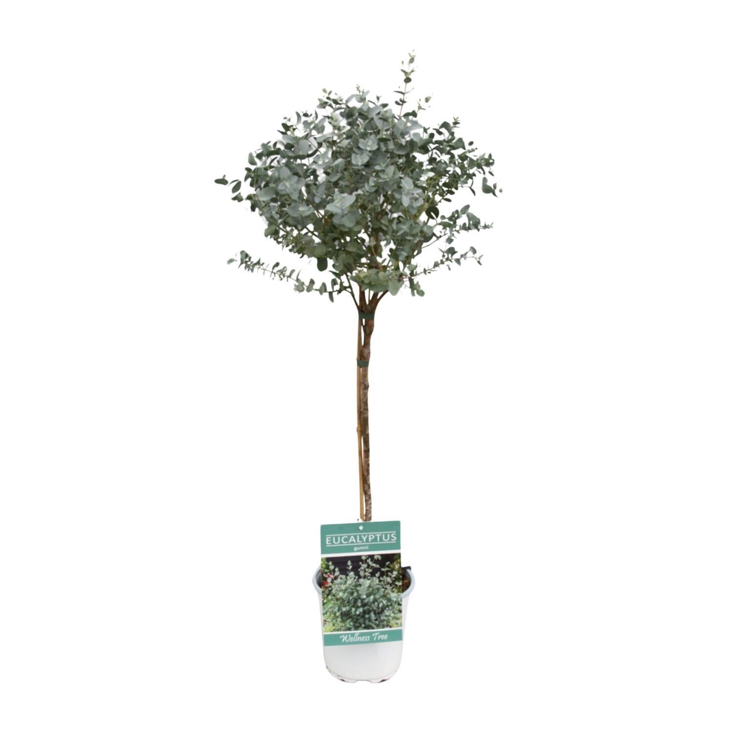 Eukaliptus Baum - Eucalyptus - Ø17cm - ↕80cm