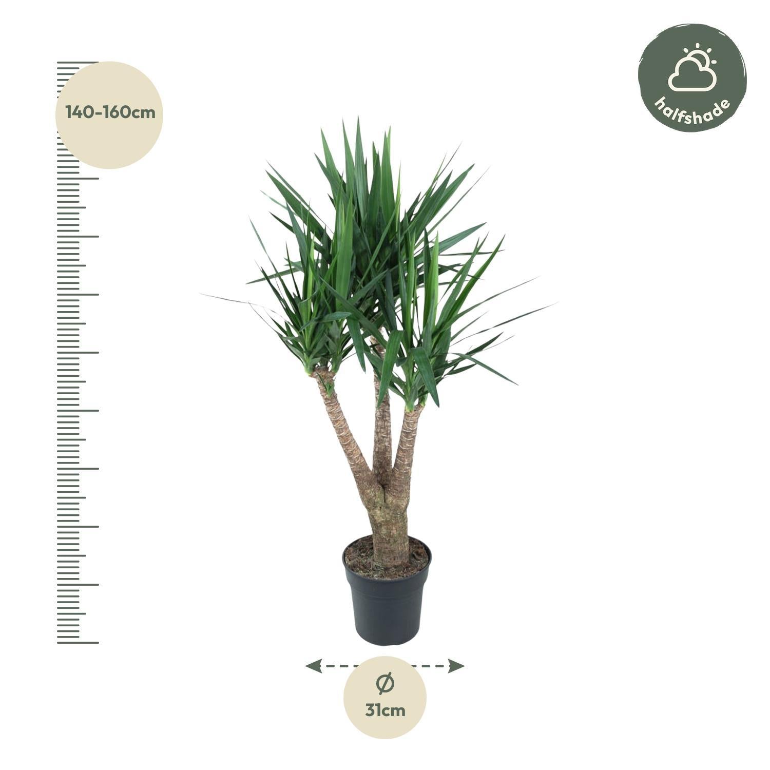 Yucca Elephantipe verzweigt 150 cm - ø31