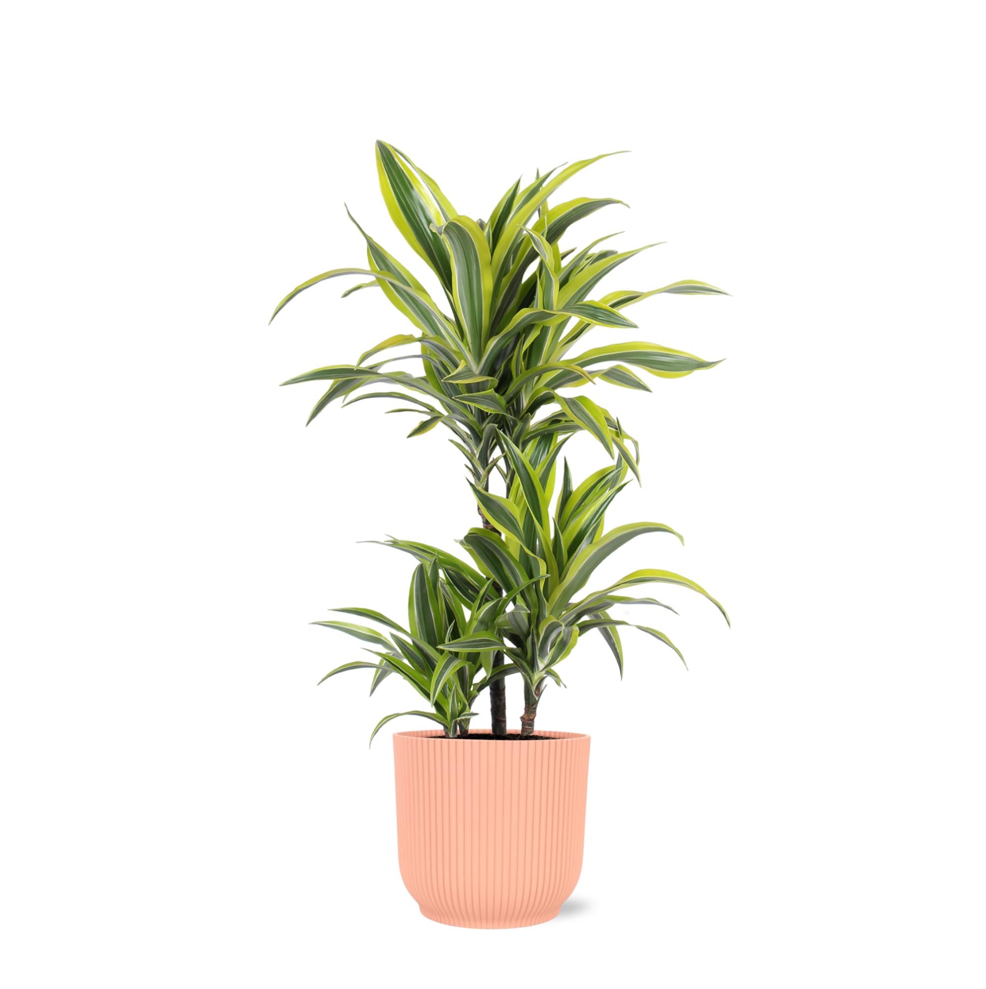 Dracaena Citroen Limoen Ø21cm - ↕65cm in Vibes ROZE pot