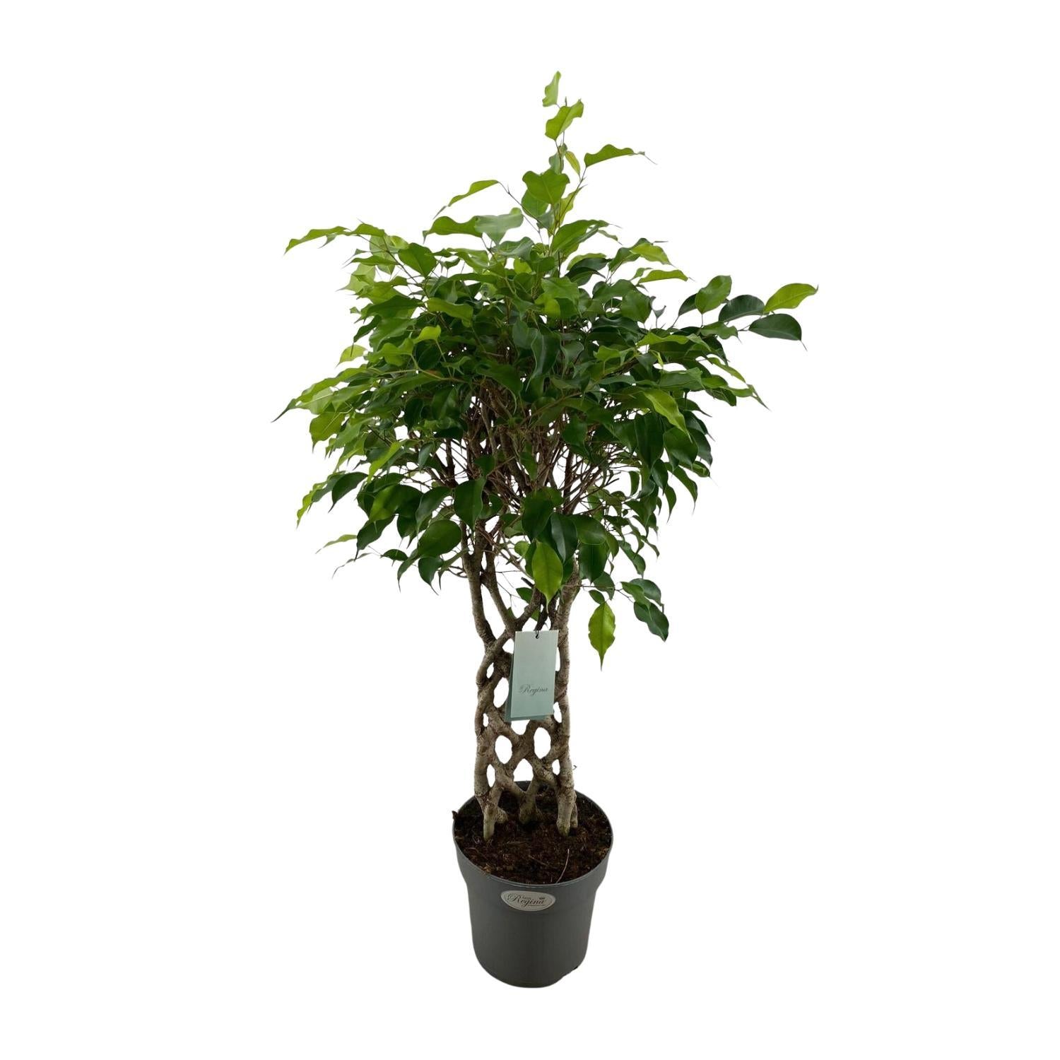 Birkenfeige - Ficus Benjamina Exotica - Ø24cm - ↕100cm