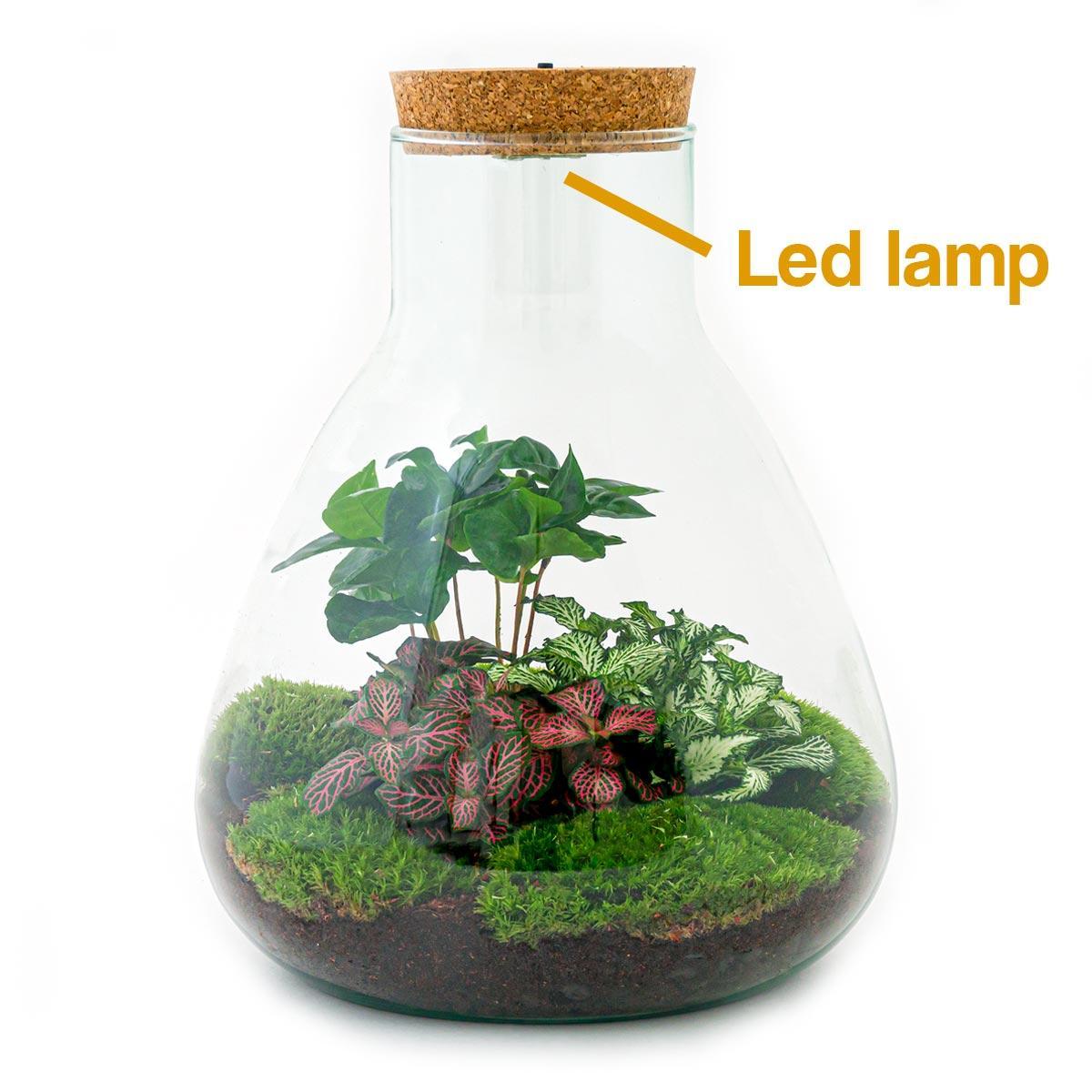 Flessentuin - Sam met lamp - ↕ 30 cm - Hark + Schop + Pincet