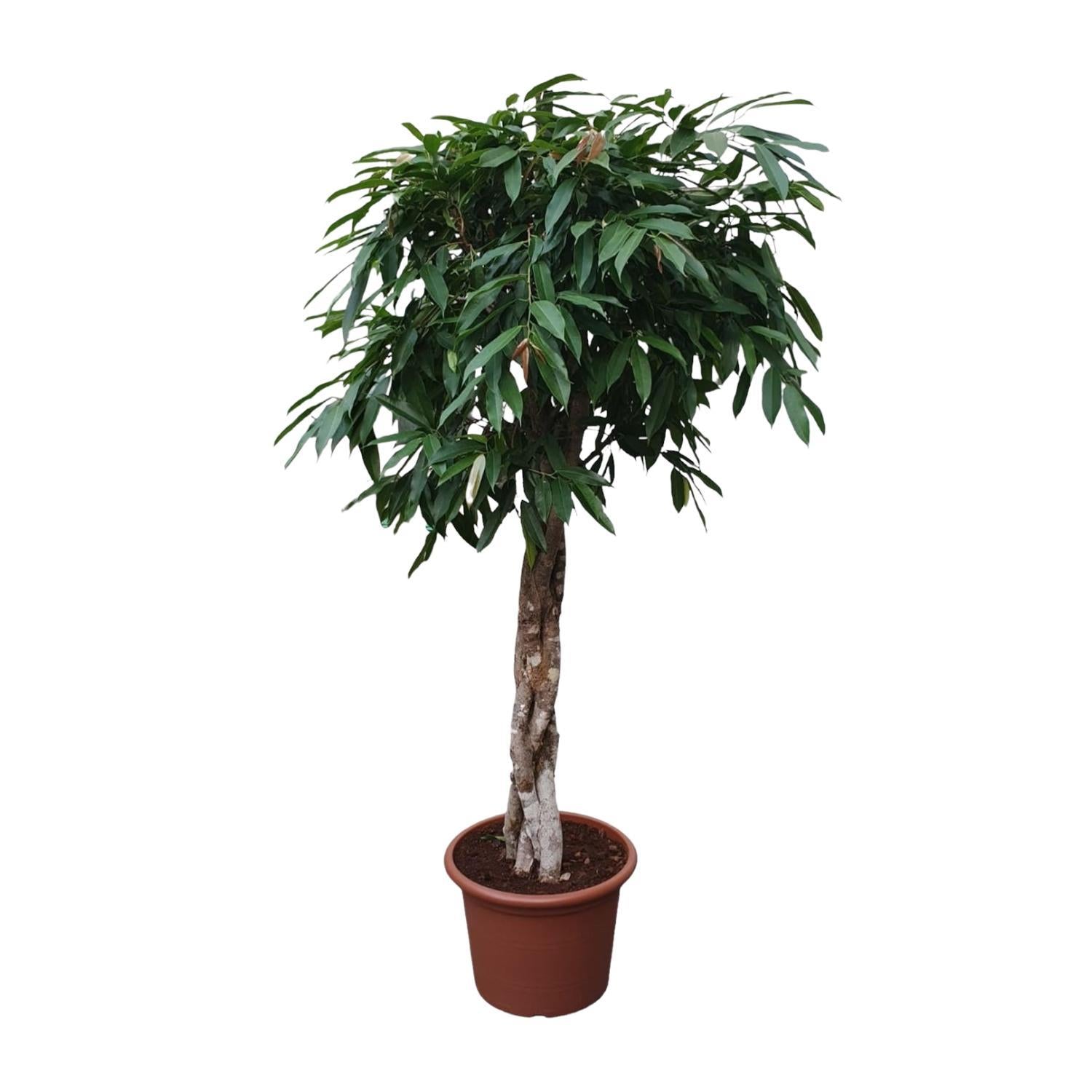 Gummibaum - Ficus Amstel King geflochtener Stamm - 190 cm - ø45