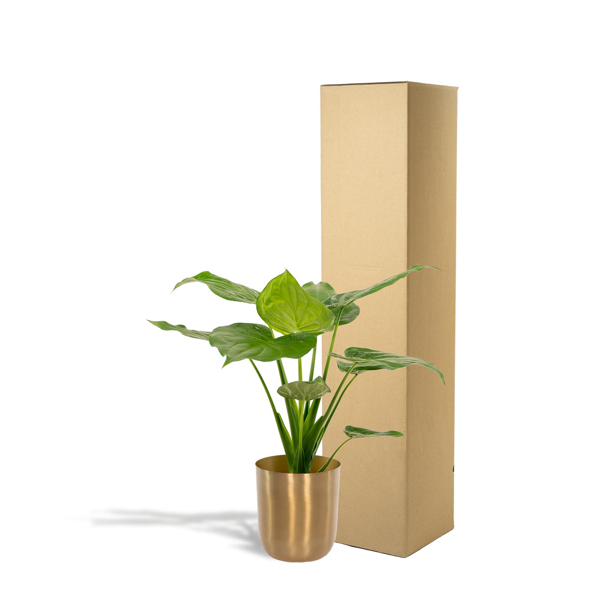 Zwerg Elefantenohr - Alocasia Cucullata - Ø19cm - ↕65cm + Topf Mayk Gold