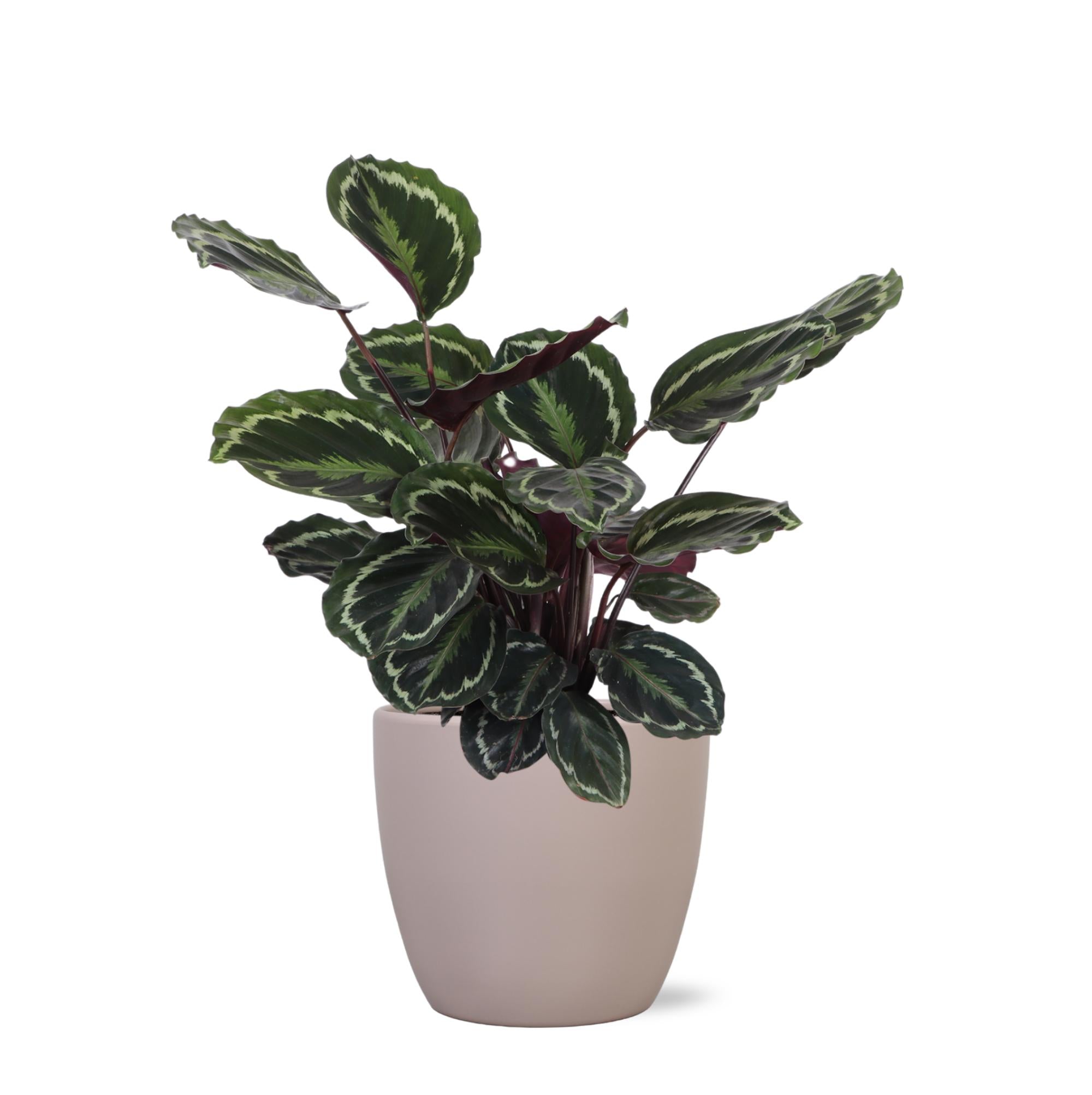 Calathea Medaillon - Korbmarante - Ø21cm - ↕70cm in Boule Topf taube