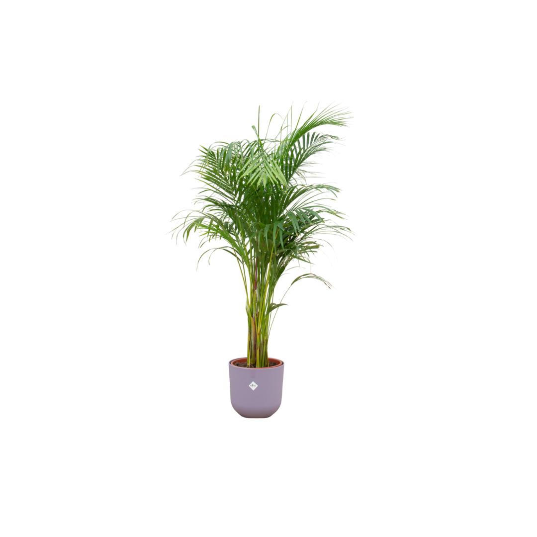 Arecapalme Dypsis lutescens inklusive elho Jazz Round Topf lila Ø26 - 140 cm