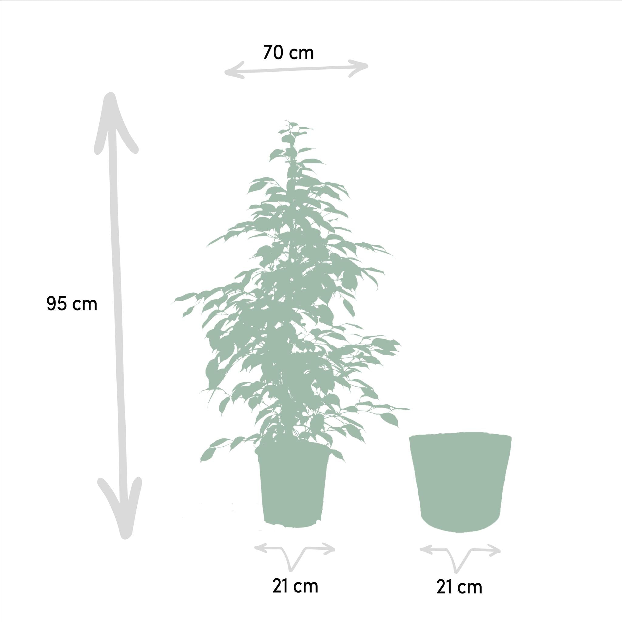 Birkenfeige - Ficus benjamina Goldenking - Ø21cm - ↕95cm + Korb Selin