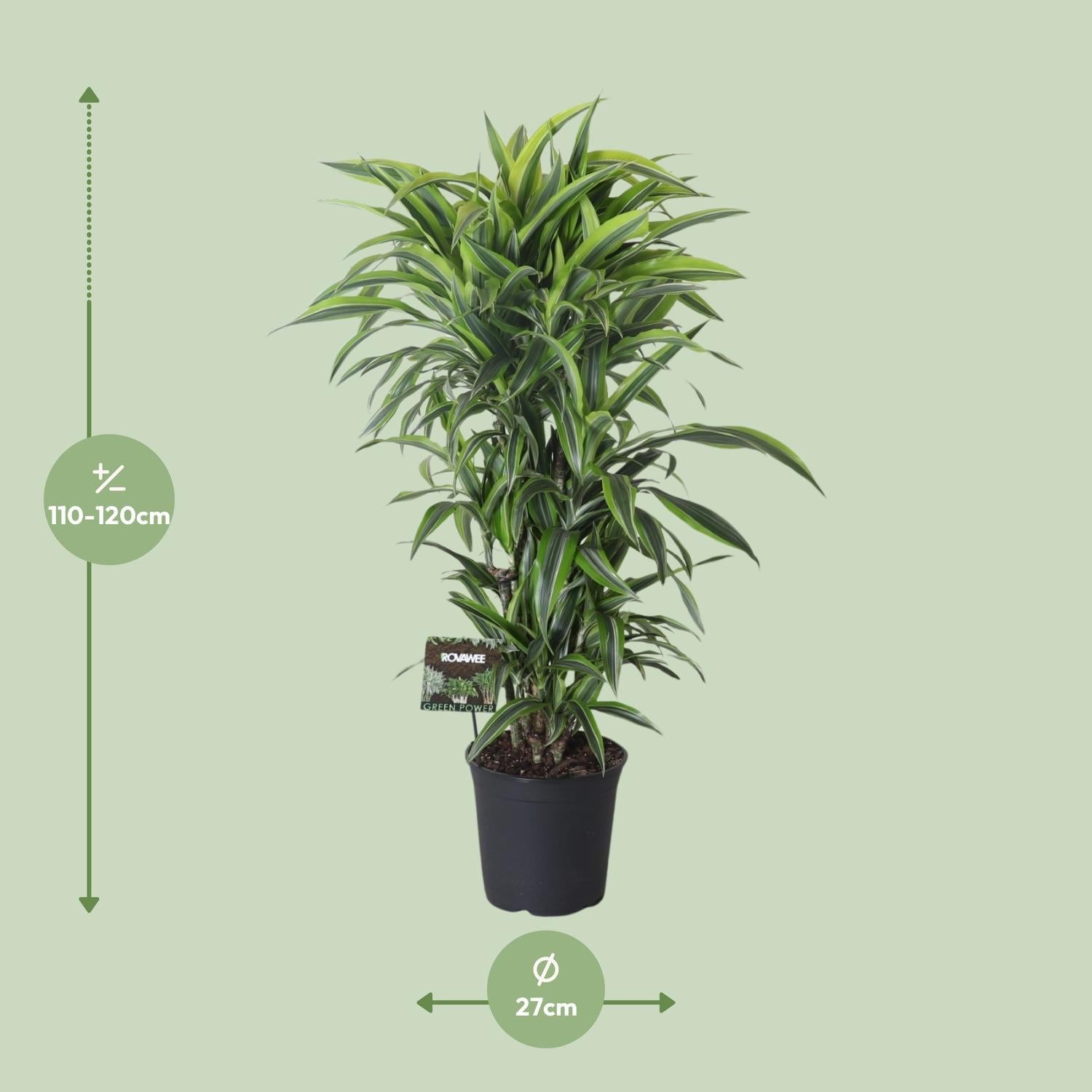 Dracaena Geuren Citroen Limoen Vertakt - Ø27cm - ↕120cm