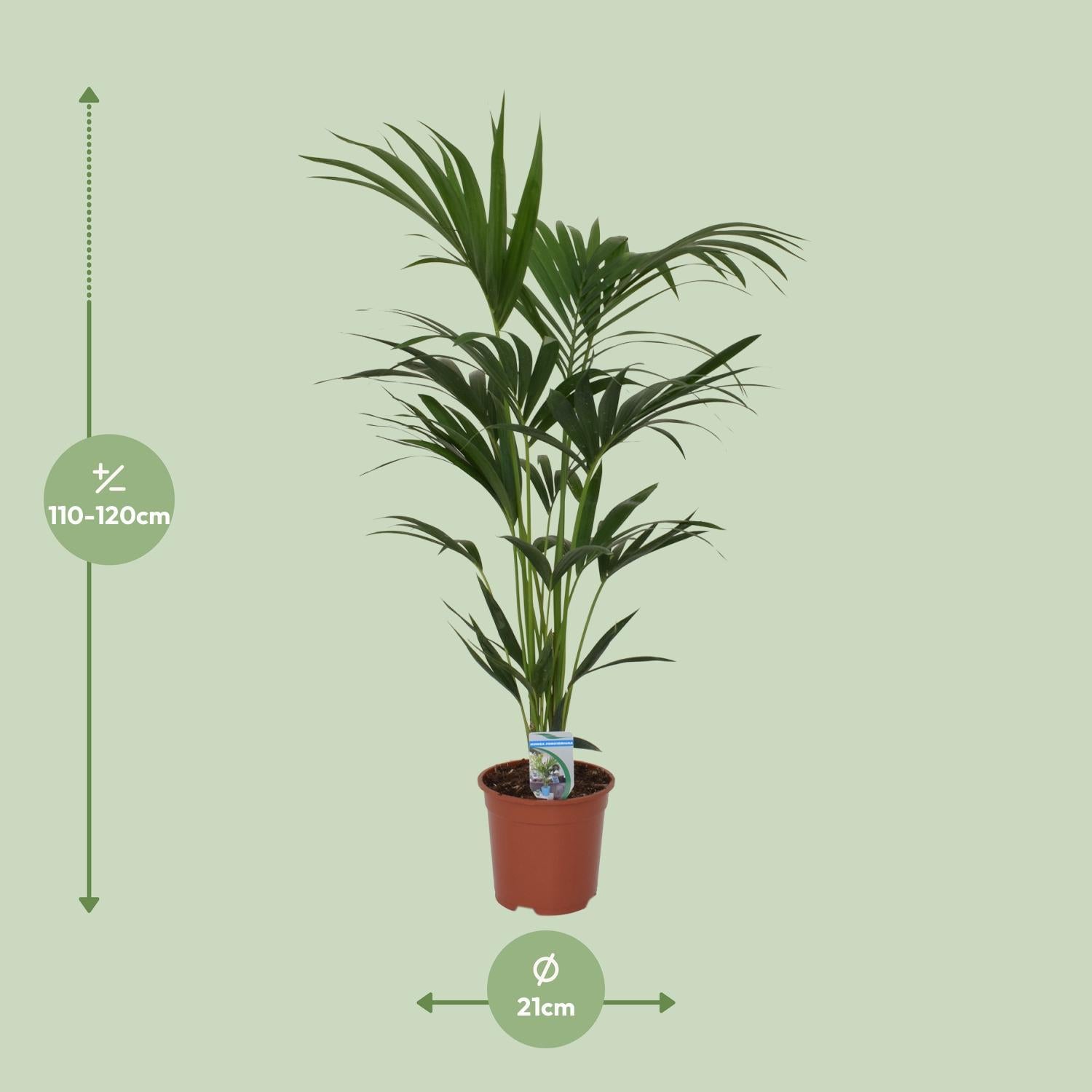 Kentia Palme - Howea Forsteriana - Ø21cm - ↕120cm - Ø21 - ↨120cm