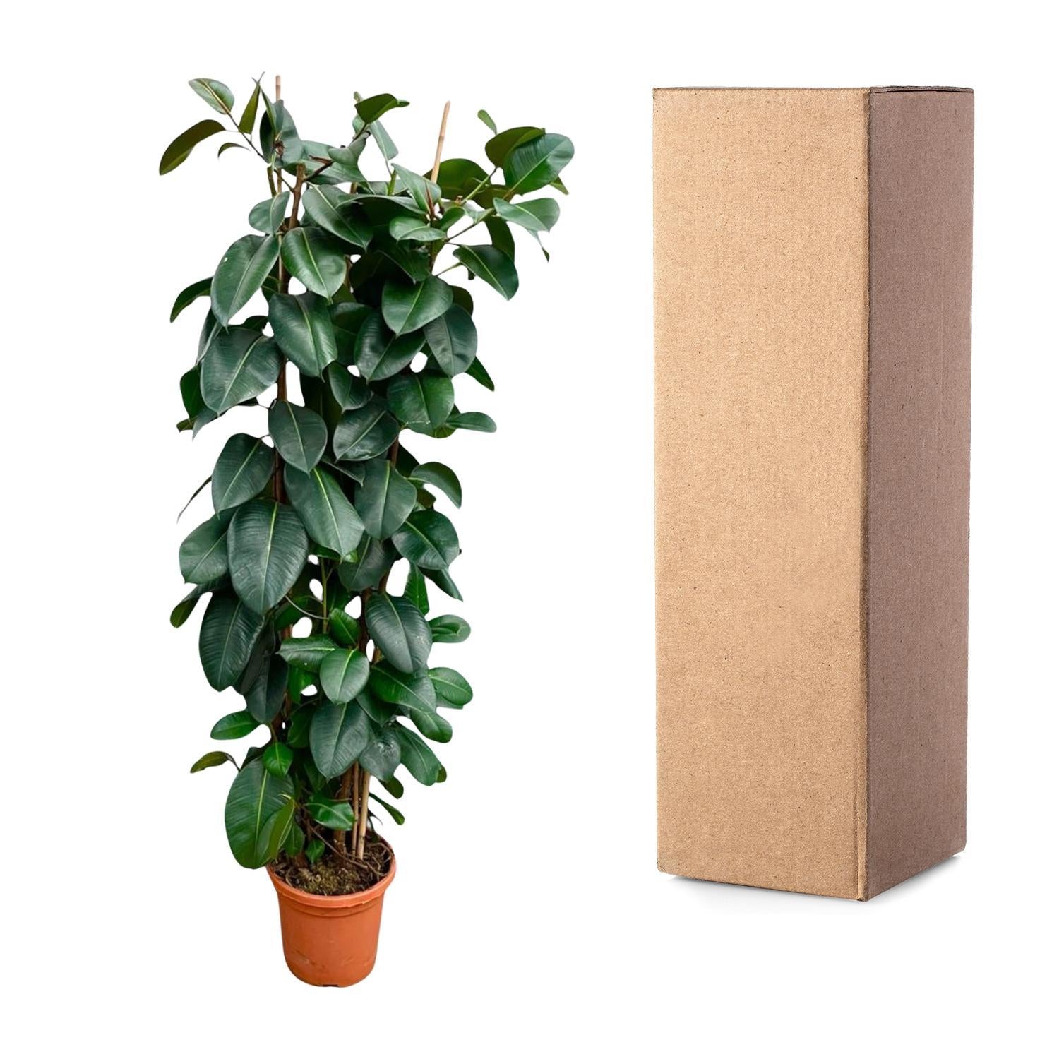 Gummibaum Ficus Elastica Robusta Strauch - 225cm - ø40