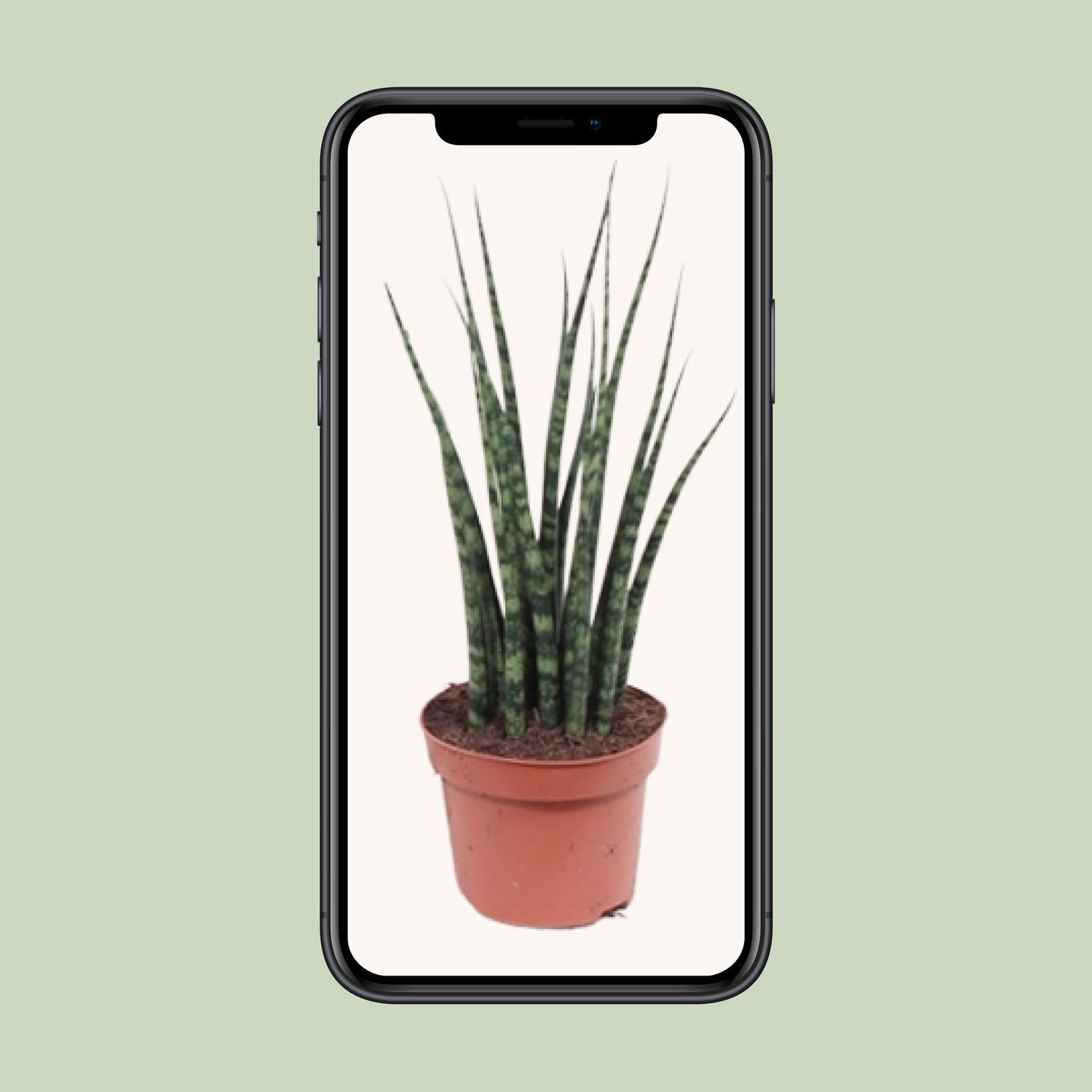 Schwiegermutterzunge - Sansevieria Fernwood Mikado - Ø12cm - ↕40cm