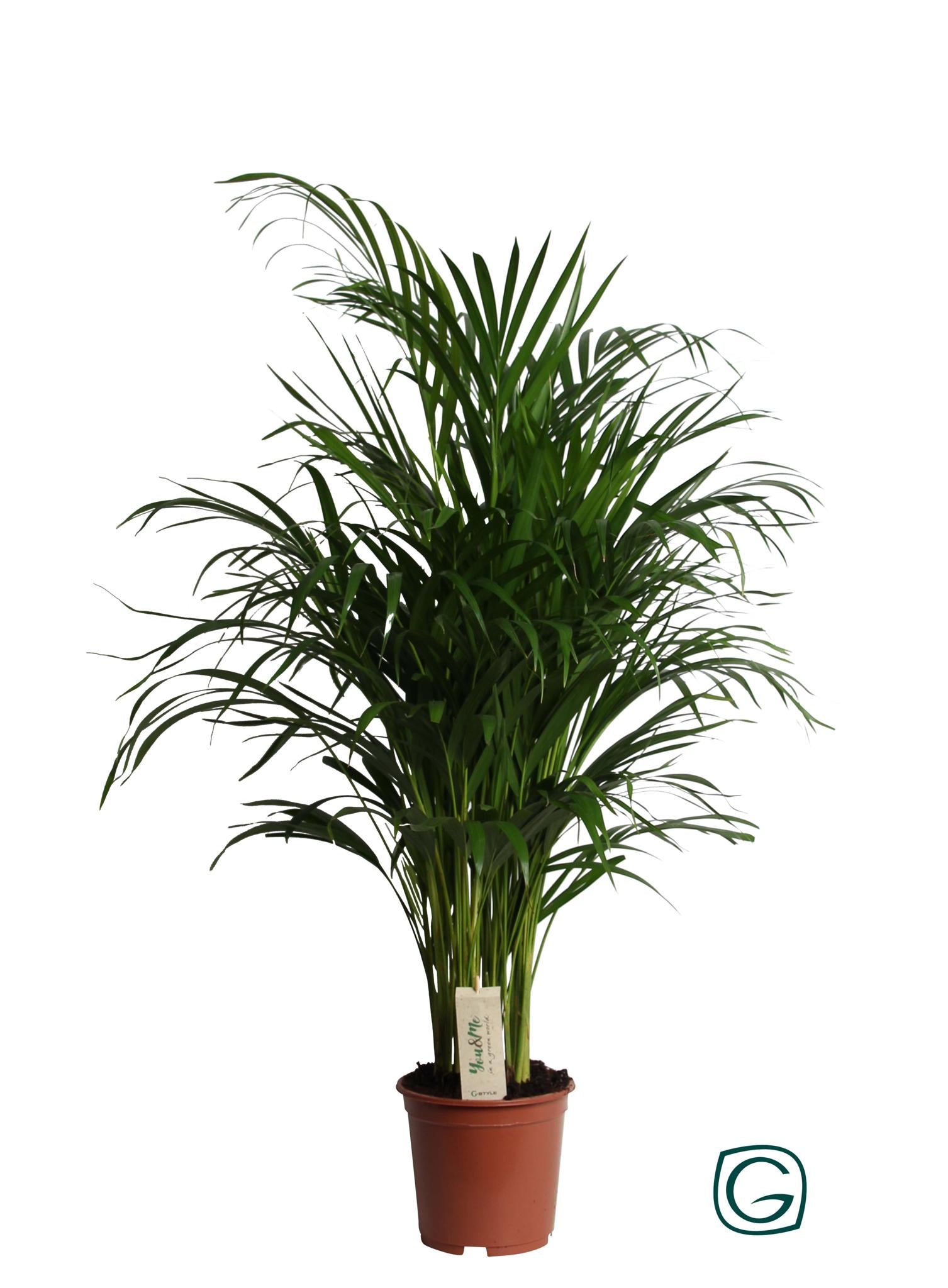 Arecapalme Dypsis Lutescens - Ø19cm - ↕90cm