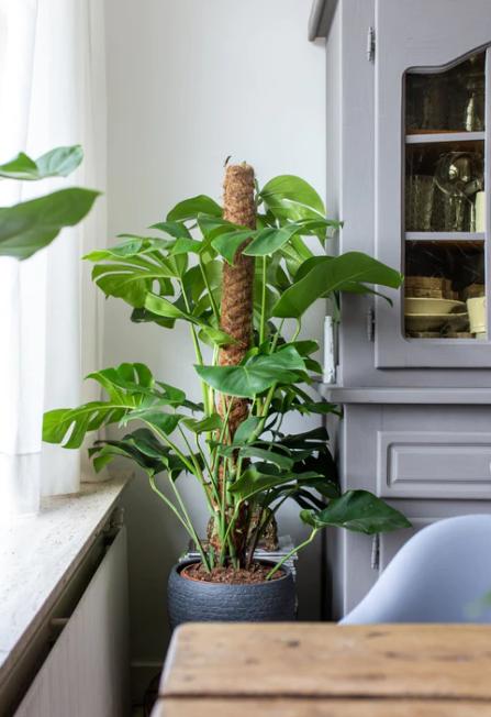 Monstera op mosstok