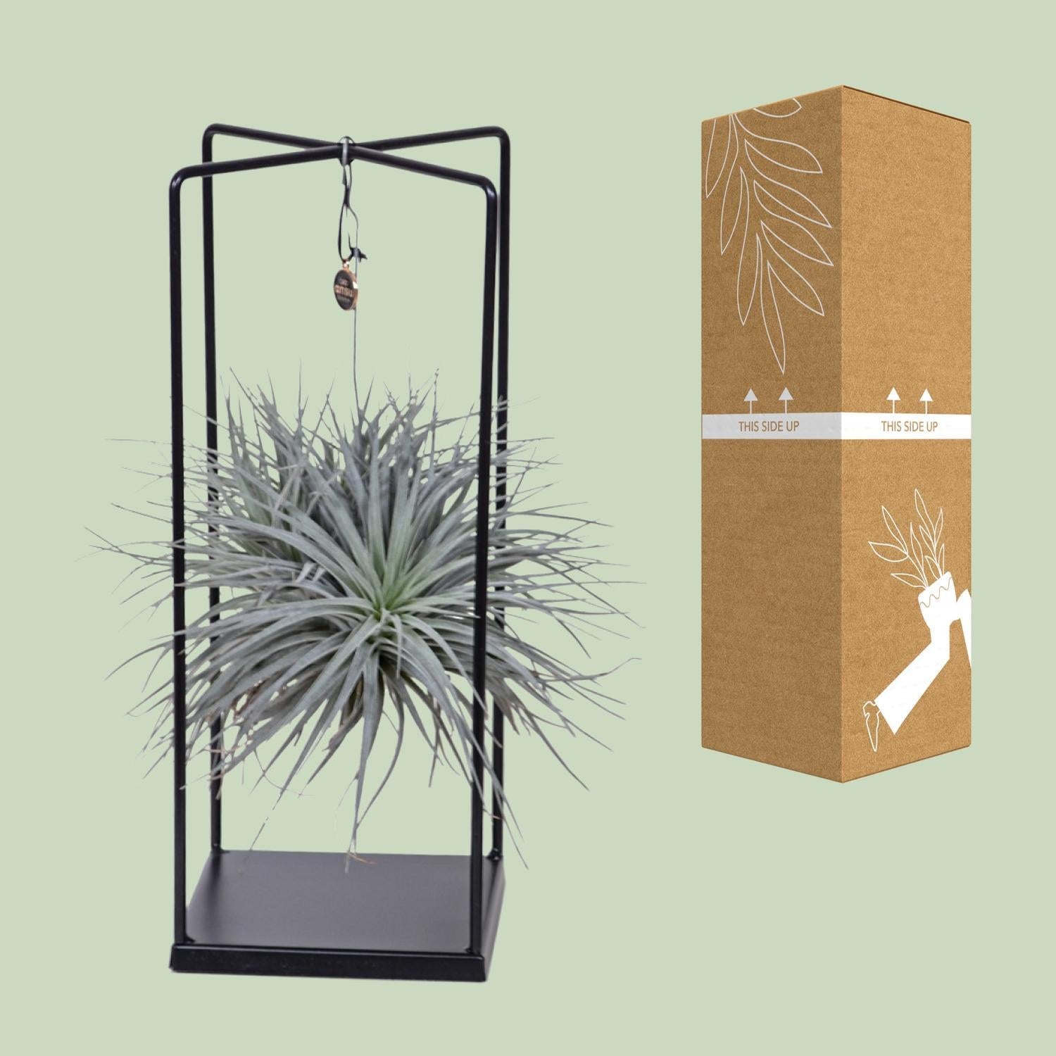 Tillandsia Luftpflanze  Ø20cm - ↕20cm