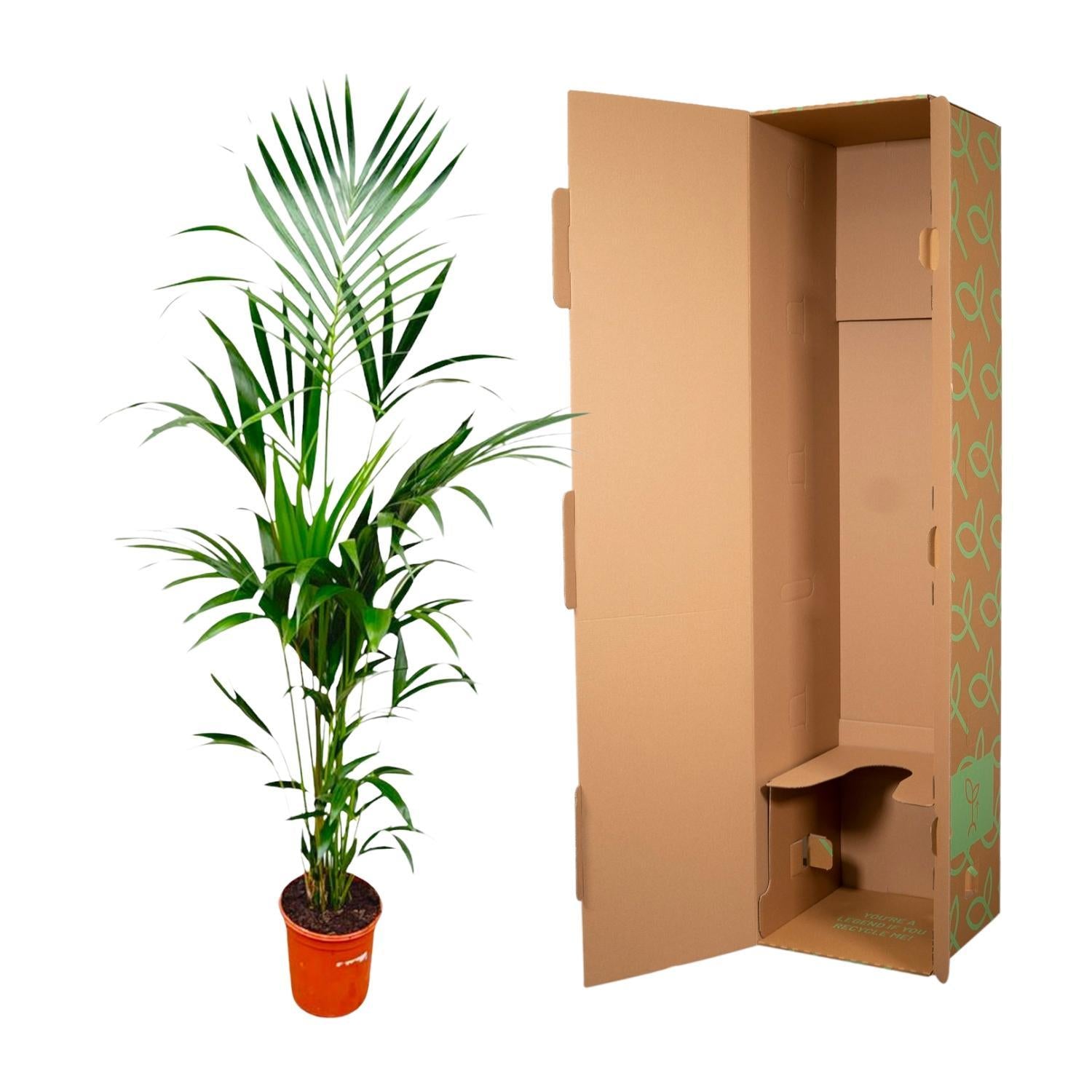 Kentia palm - 180cm - ⌀24