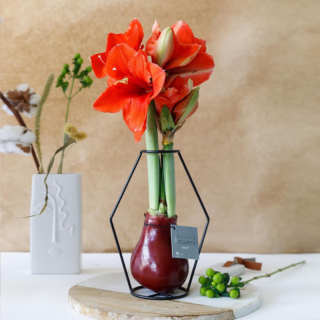 No Water Flowers® (wax amaryllis) | Formz Modern Mix (2 pack) + Red flower