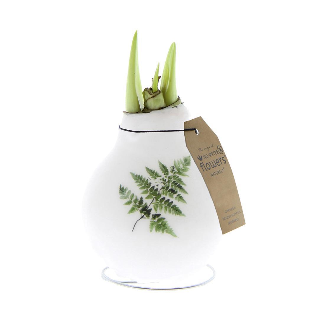 No Water Flowers® (wax amaryllis) | Naturalz Botanical - Fern + White flower