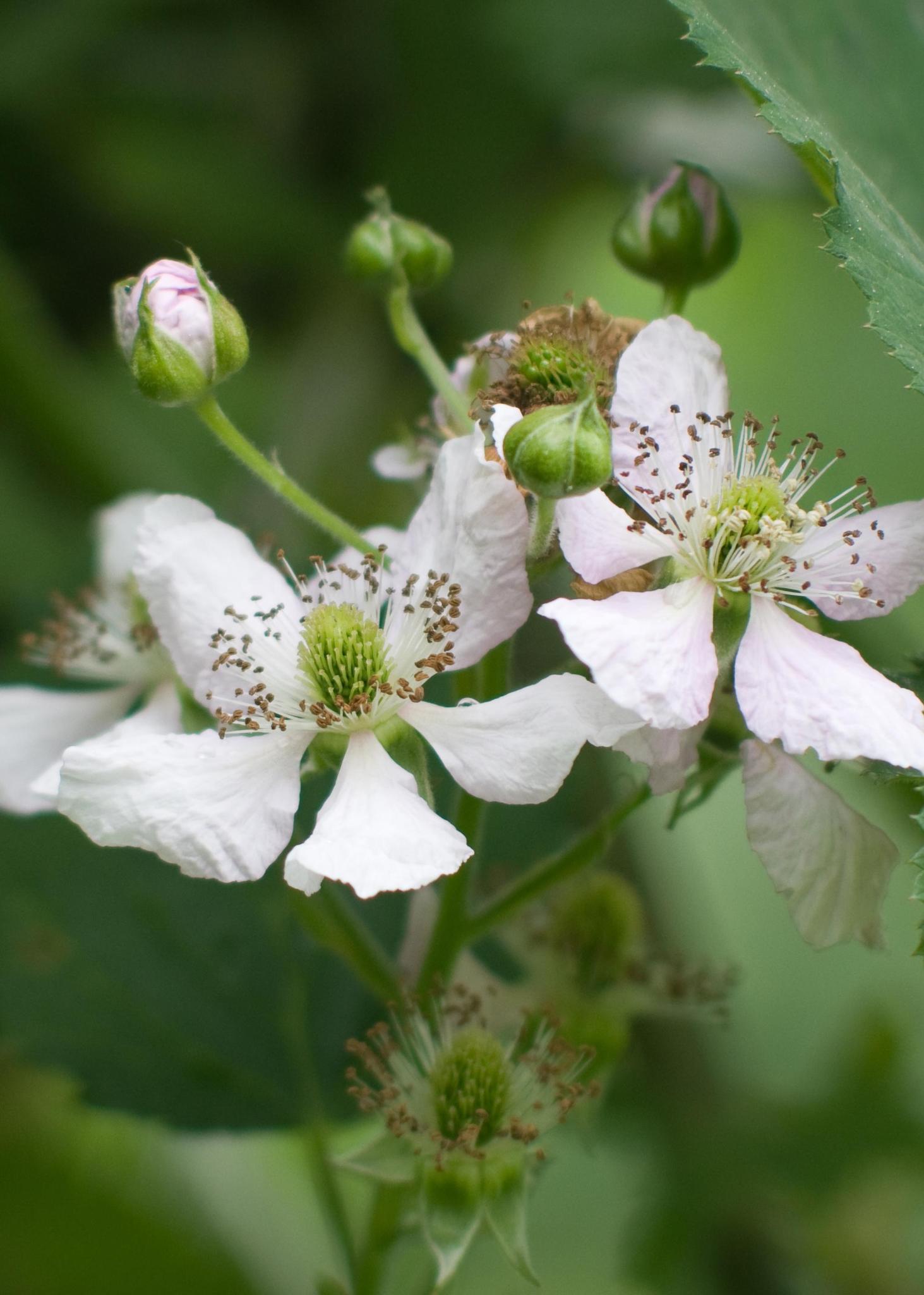 Rubus fruticosus 'Thornless Evergreen' - Doornloze braam