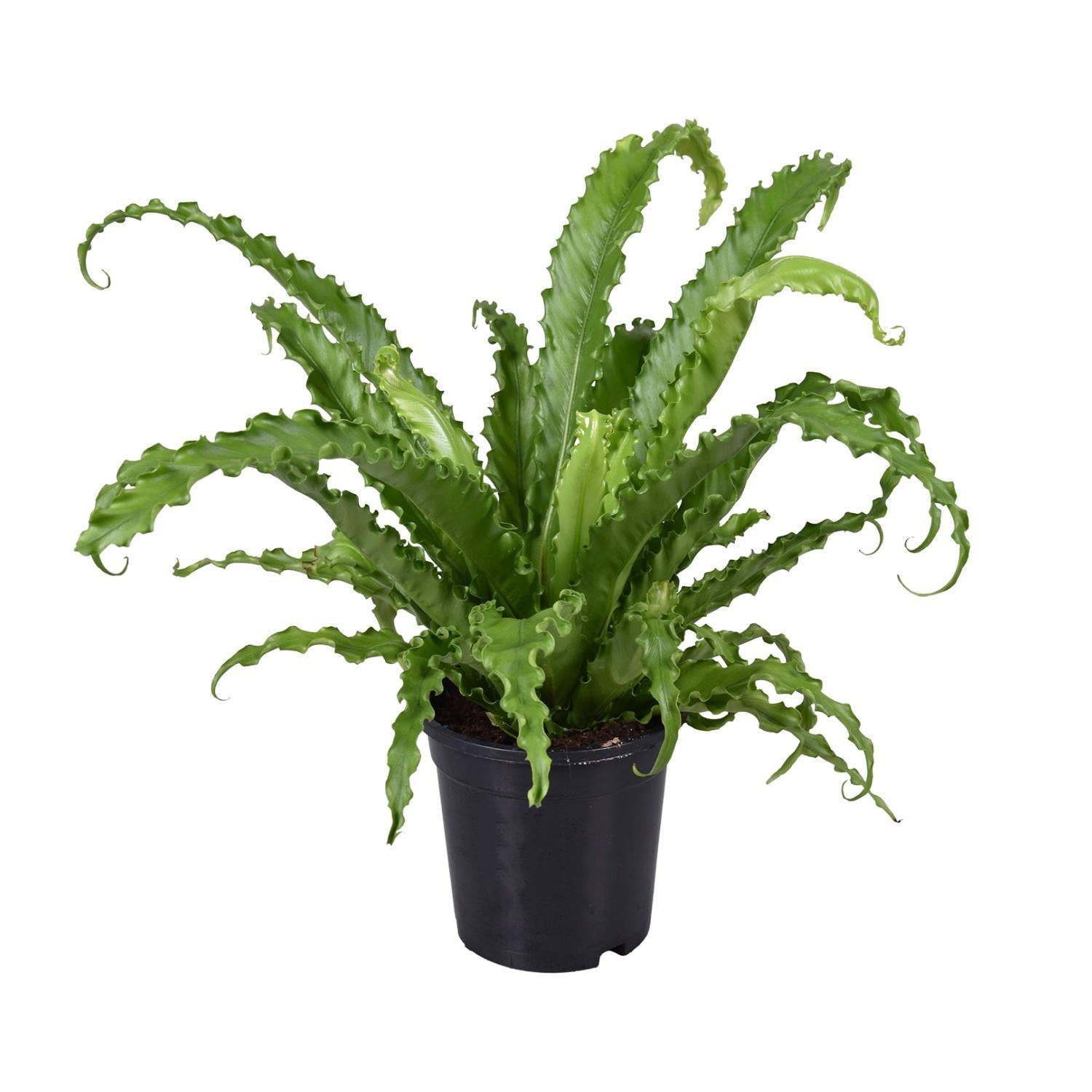 Japanischer Vogelnestfarn - Asplenium Antiquum Osaka - Ø17cm - ↕45cm