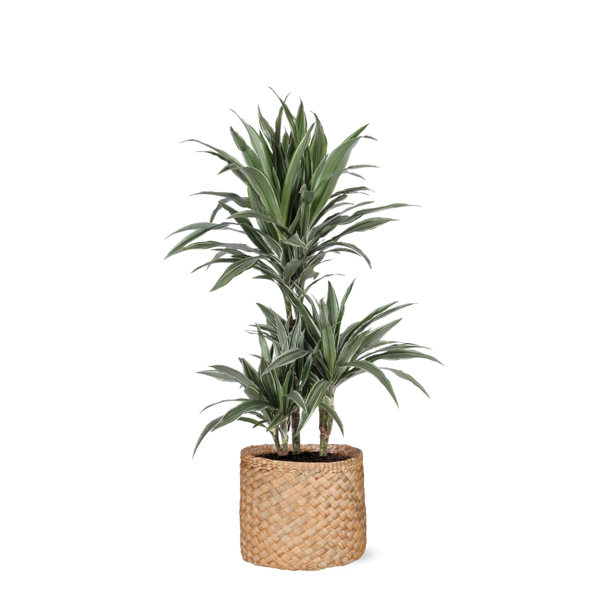 Drachenbaum Warneckei - Dracaena Warneckii Ø21cm - ↕65cm in Albury NATURAL Korb