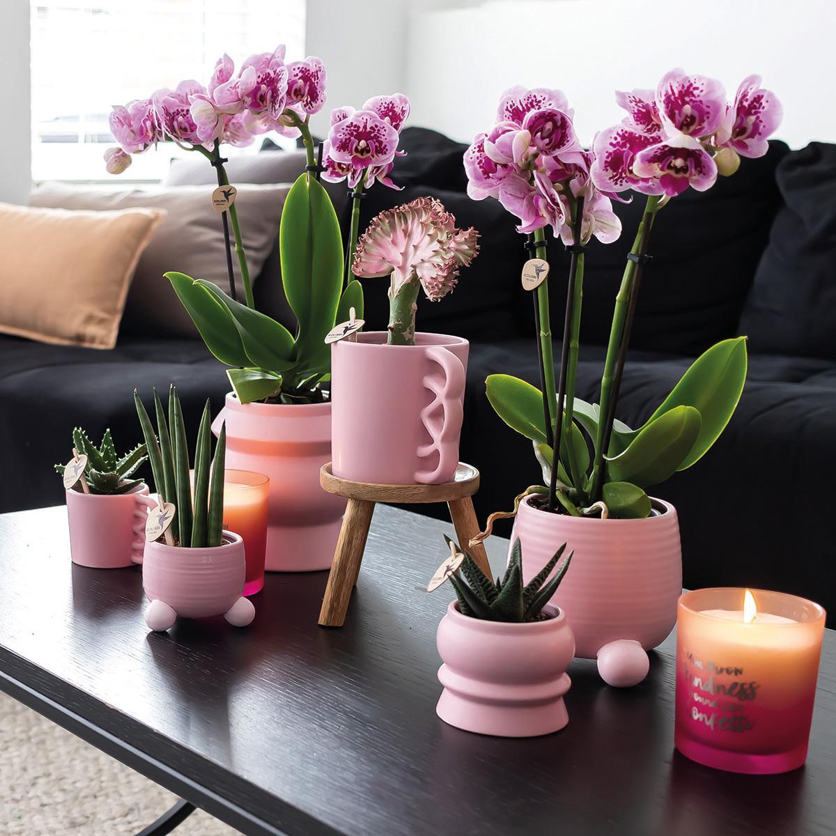 Kolibrie-orchideeën | COMBI DEAL van 2 roze paarse Phalaenopsis orchideeën - El Salvador - potmaat Ø9cm | bloeiende kamerplant - vers van de veredelaar