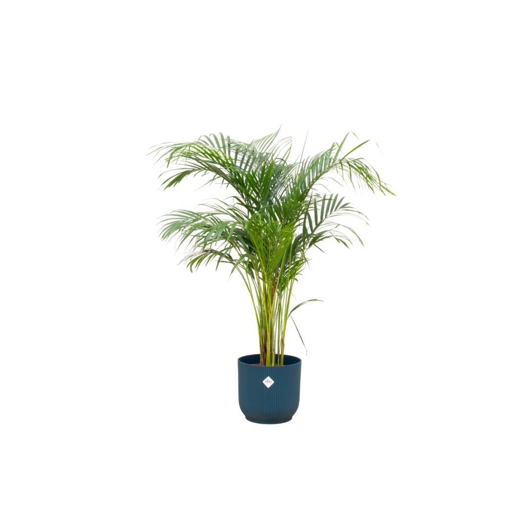 Arecapalme Dypsis inklusive elho Vibes Fold Round Topf blau Ø30 - 140 cm