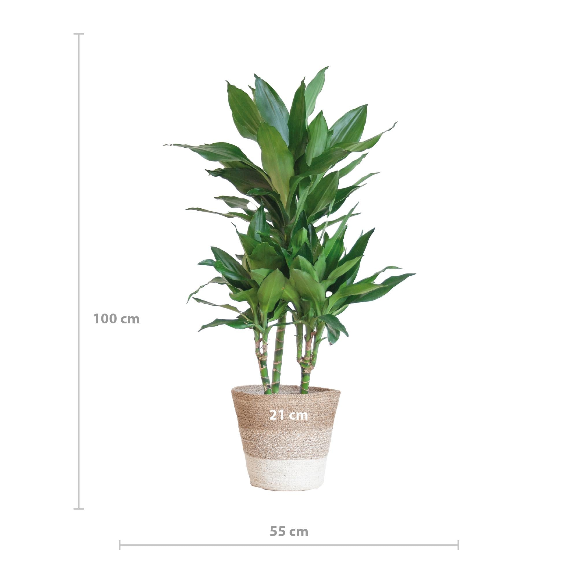 Drachenbaum - Dracaena Janet Lindt mit Pflanzkorb Lissabon weiß  - 95cm - Ø21