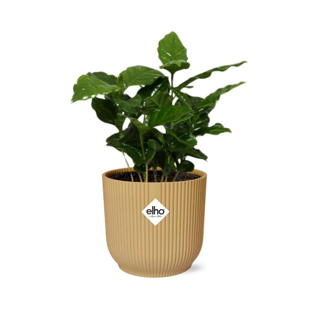 Coffea Arabica - Kaffeepflanze - in ELHO Vibes Fold 14cm geel Topf gelb