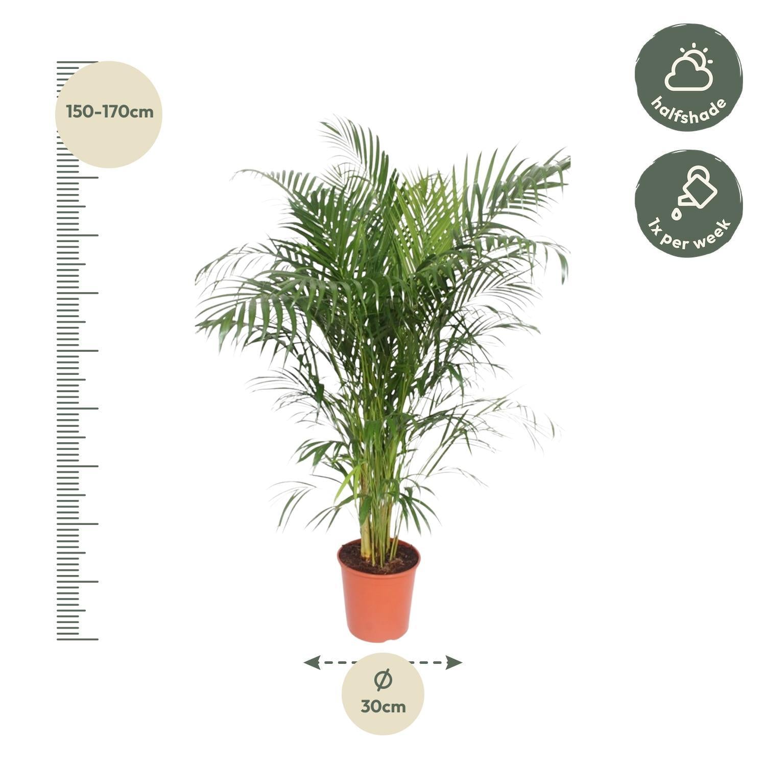 Arecapalme Dypsis Lutescens  - 160 cm - ø30