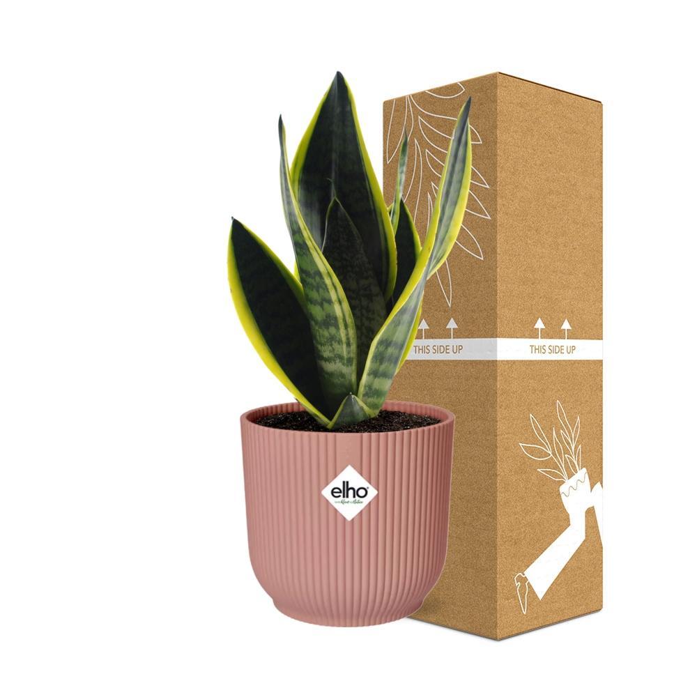 Schwiegermutterzunge - Sansevieria Futura Superba in ELHO Vibes Fold 14 cm rosa