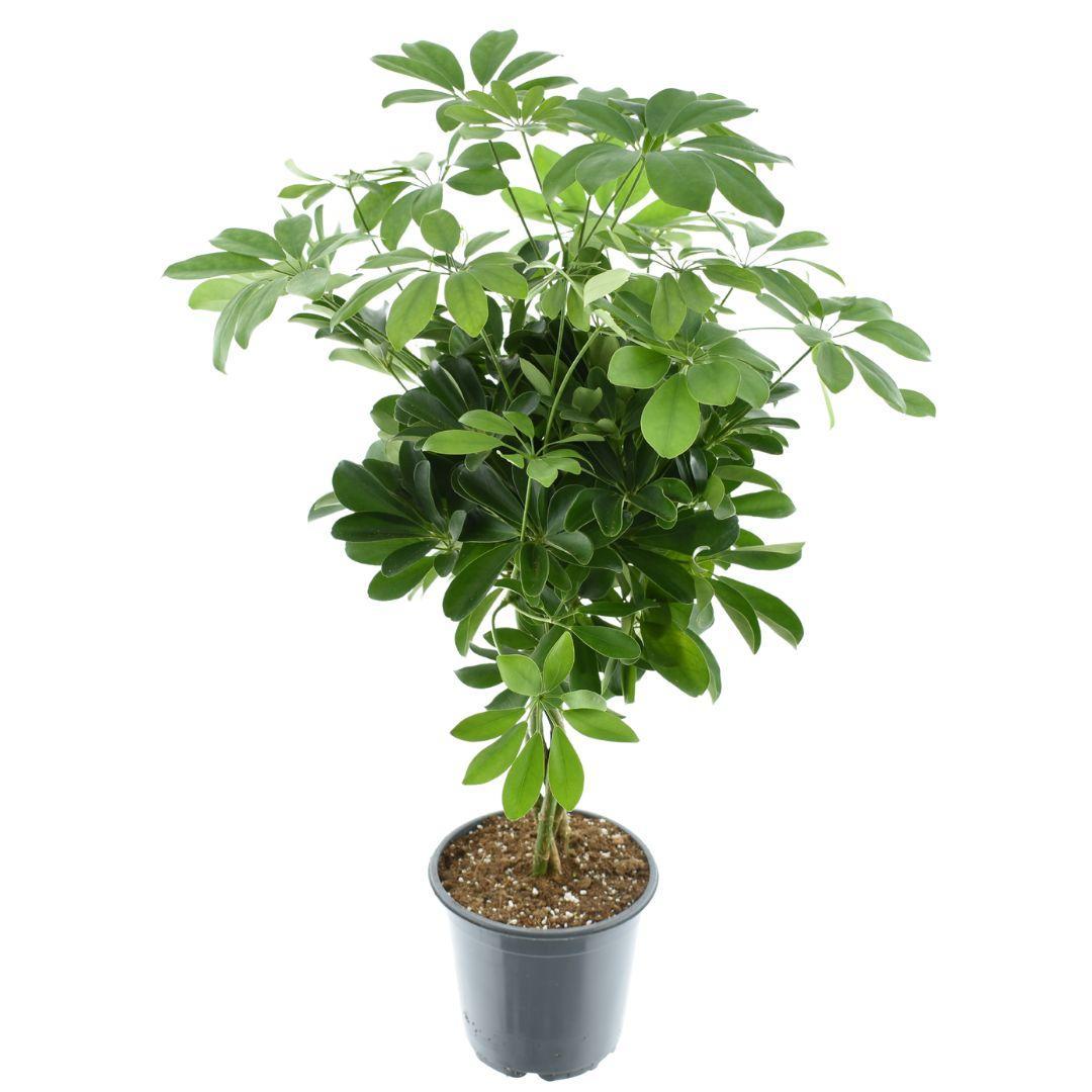 Strahlenaralie - Schefflera Compacta Nora - Ø21cm - ↕75cm