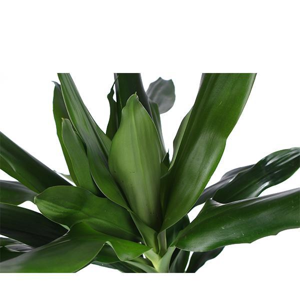 Drachenbaum Janet Lind - Dracaena Janet Lind Ø24cm ↕120cm im Albury Schwarzen Druckkorb