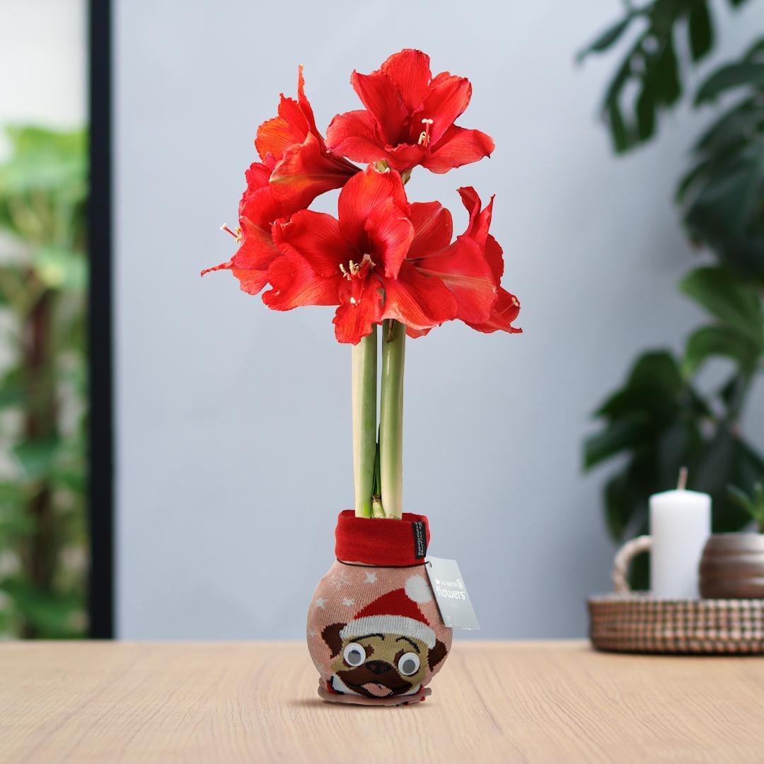 No Water Flowers® (wax amaryllis) | Fashionz Xmas Fun Silly - Dog + Red flower