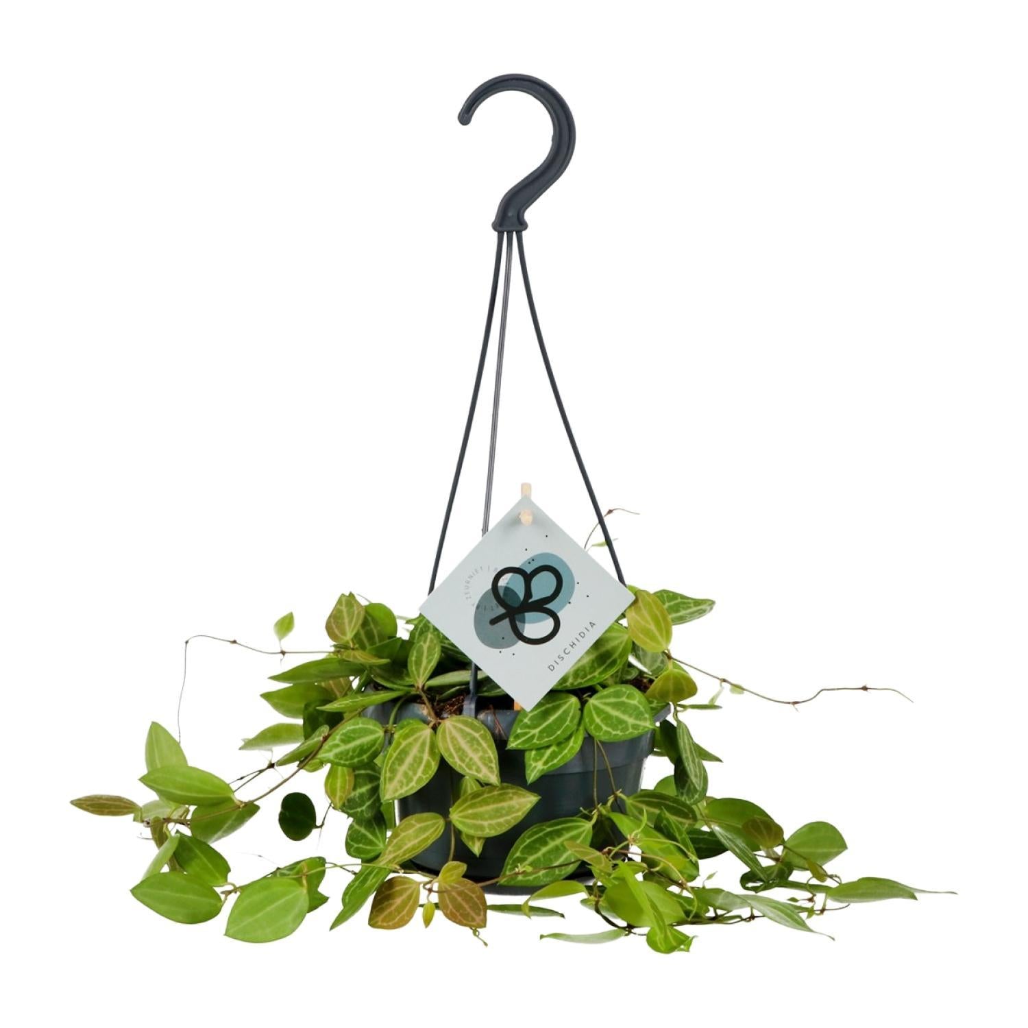 Ameisenpflanze -Dischidia Ovata - Ø14cm - ↕40cm