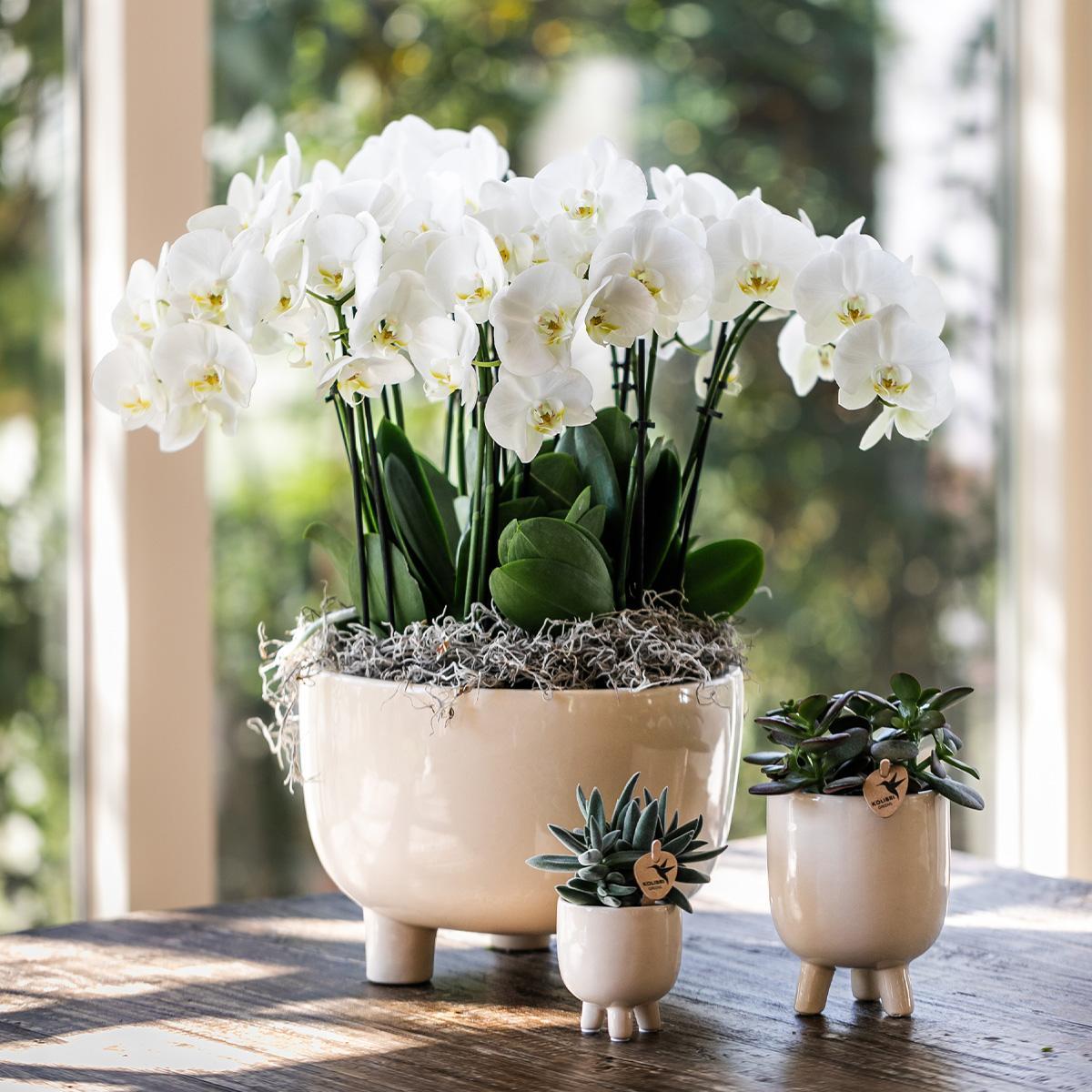 Orchidee Rote Phalaenopsis Orchidee - Congo + Gummitopf Travertin - Topfgröße Ø9cm - 40cm hoch | blühende Zimmerpflanze im Blumentopf - frisch vom Züchter