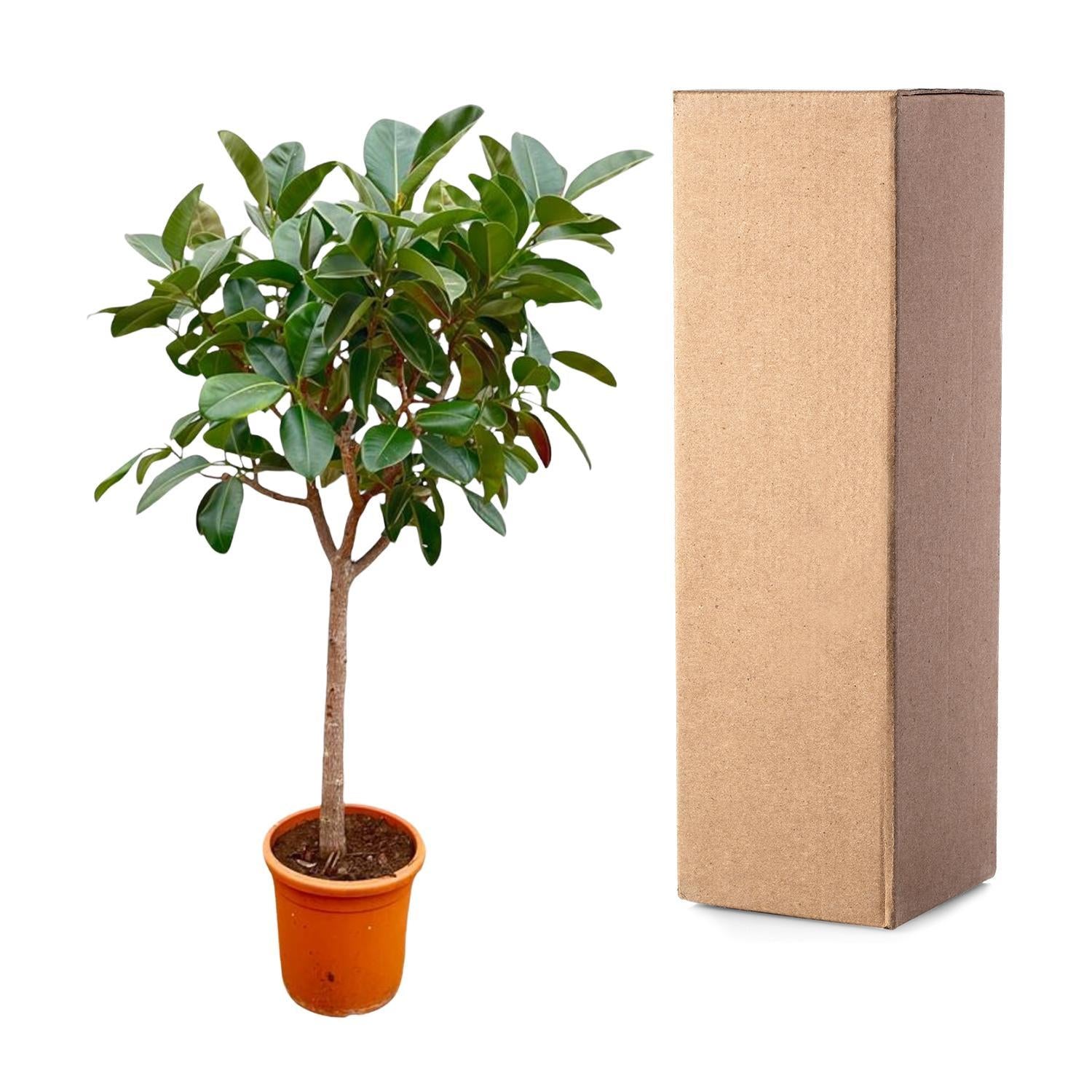 Ficus Elastica Robusta op stam - 210cm - ø40