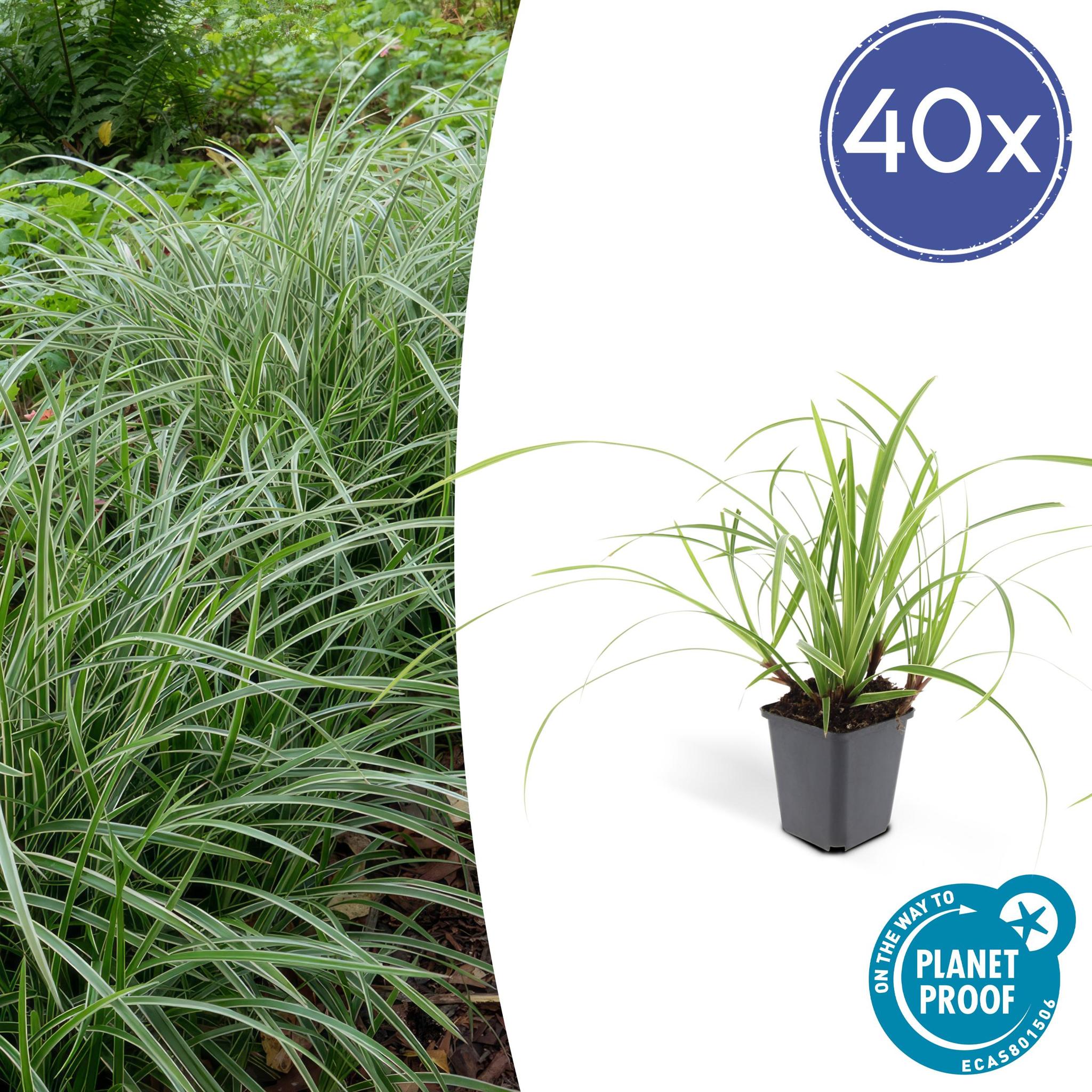 Ziergras - Carex morrowii 'Ice Dance' - ↕10-25cm - Ø9cm - 40 Stück