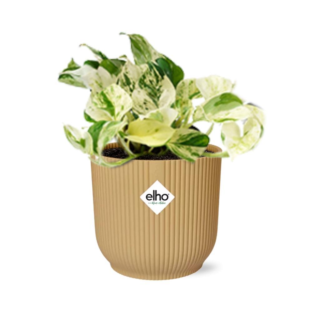 Efeutute - Epipremnum Pinnatum Happy Leaf in ELHO Vibes Fold 14cm geel Topf gelb