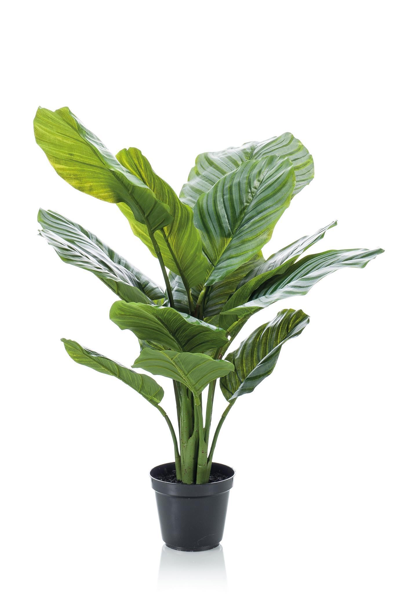 Kunstpflanze - Calathea Orbifolia - Schattigkeitspflanze - 60 cm