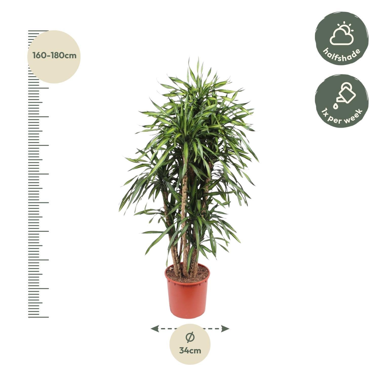 Drachenbaum Riki - Dracaena Riki - 170 cm - ø34