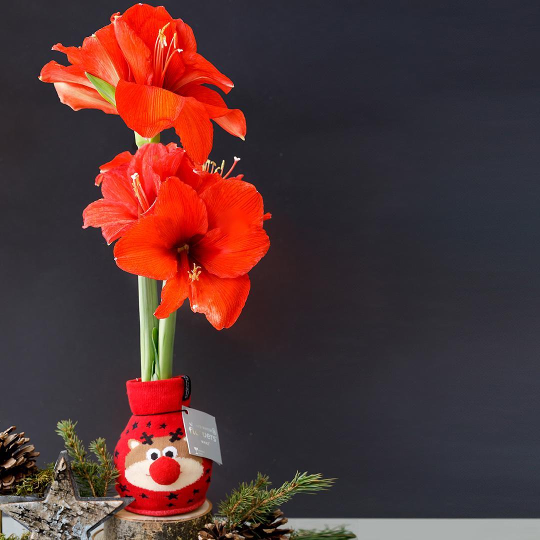 No Water Flowers® (wax amaryllis) | Fashionz Xmas Fun Classic - Reindeer + Red flower