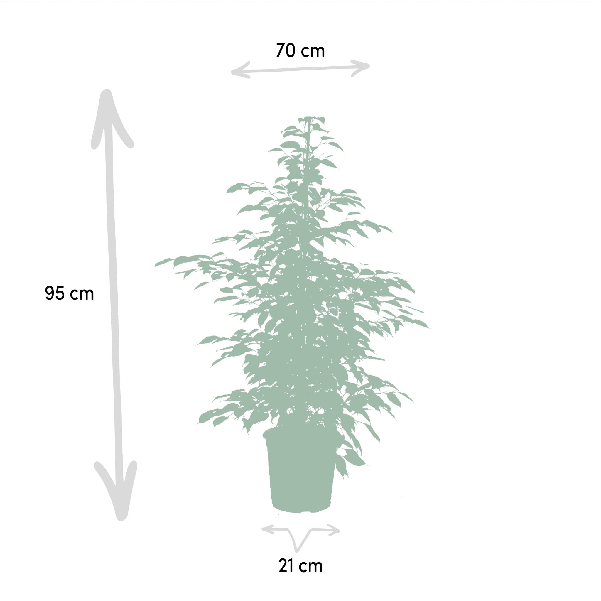 Birkenfeigen Mix - Ficus Benjamina Danielle - Ø21cm - ↕95cm + Ficus Benjamina Twilight - Ø21cm - ↕95cm + Ficus Microcarpa Moclame - Ø21cm - ↕95cm