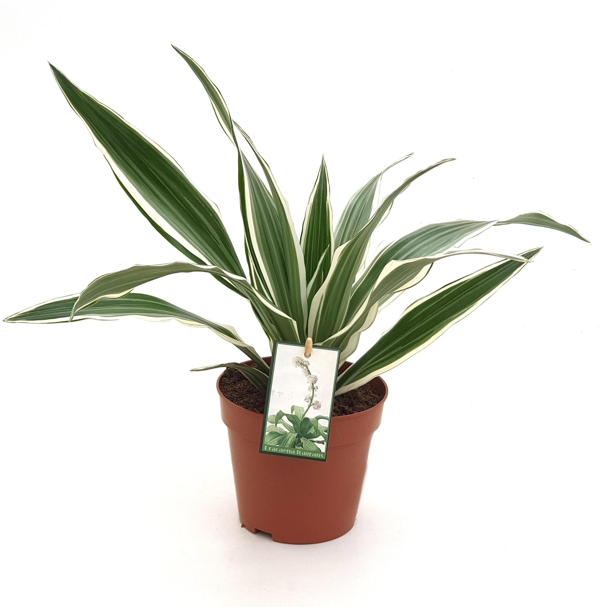 Drachenbaum white Stripe - Dracaena White Stripe - Drachenbaum Ø12 ↕35