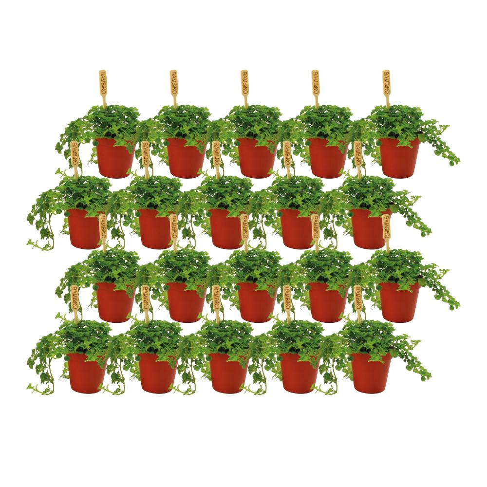 Pilea Depressa - 20 stuks - Ø5,5cm - ↕10cm