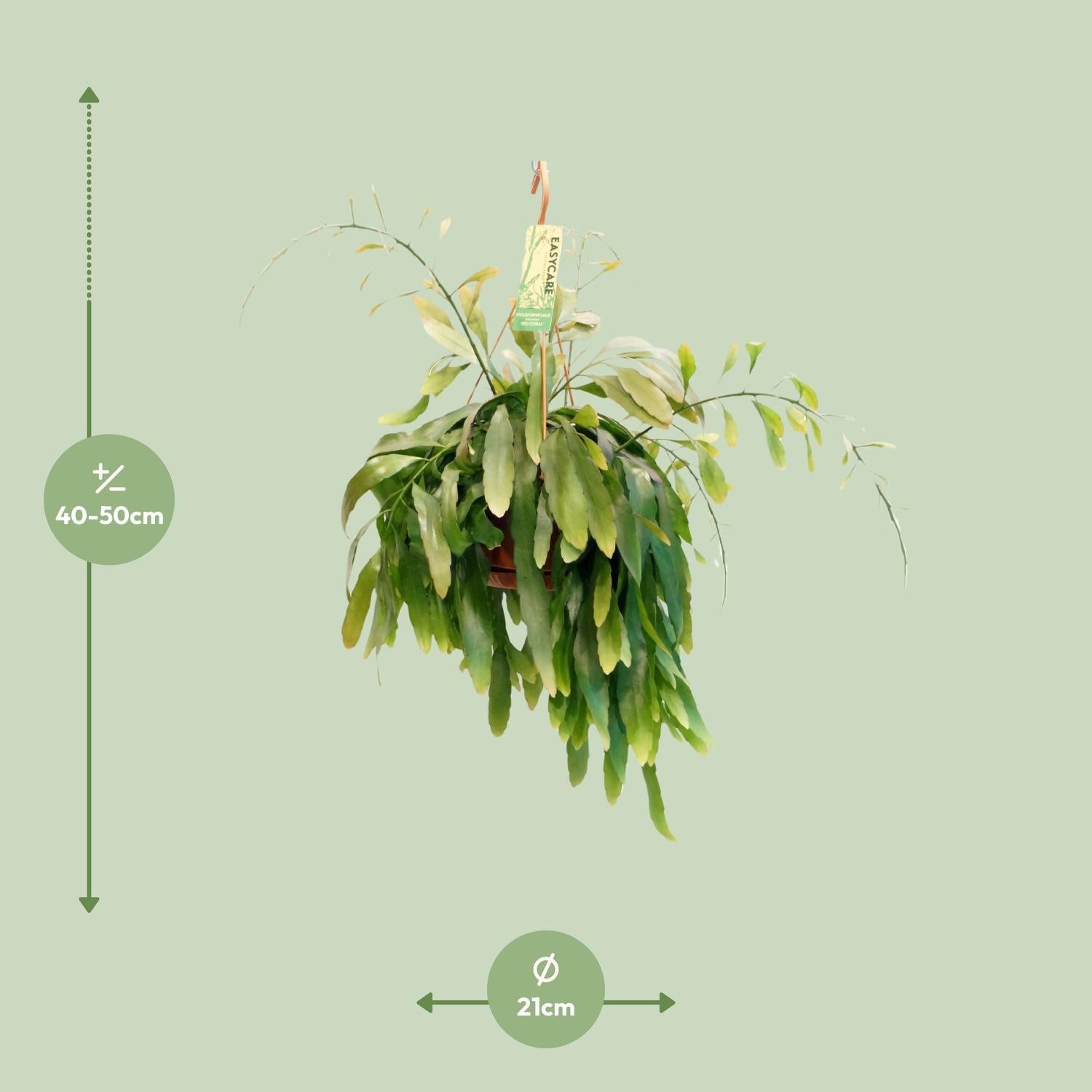 Pseudorhipsalis Ramulosa Roodkoraal - Ø21 ↕45