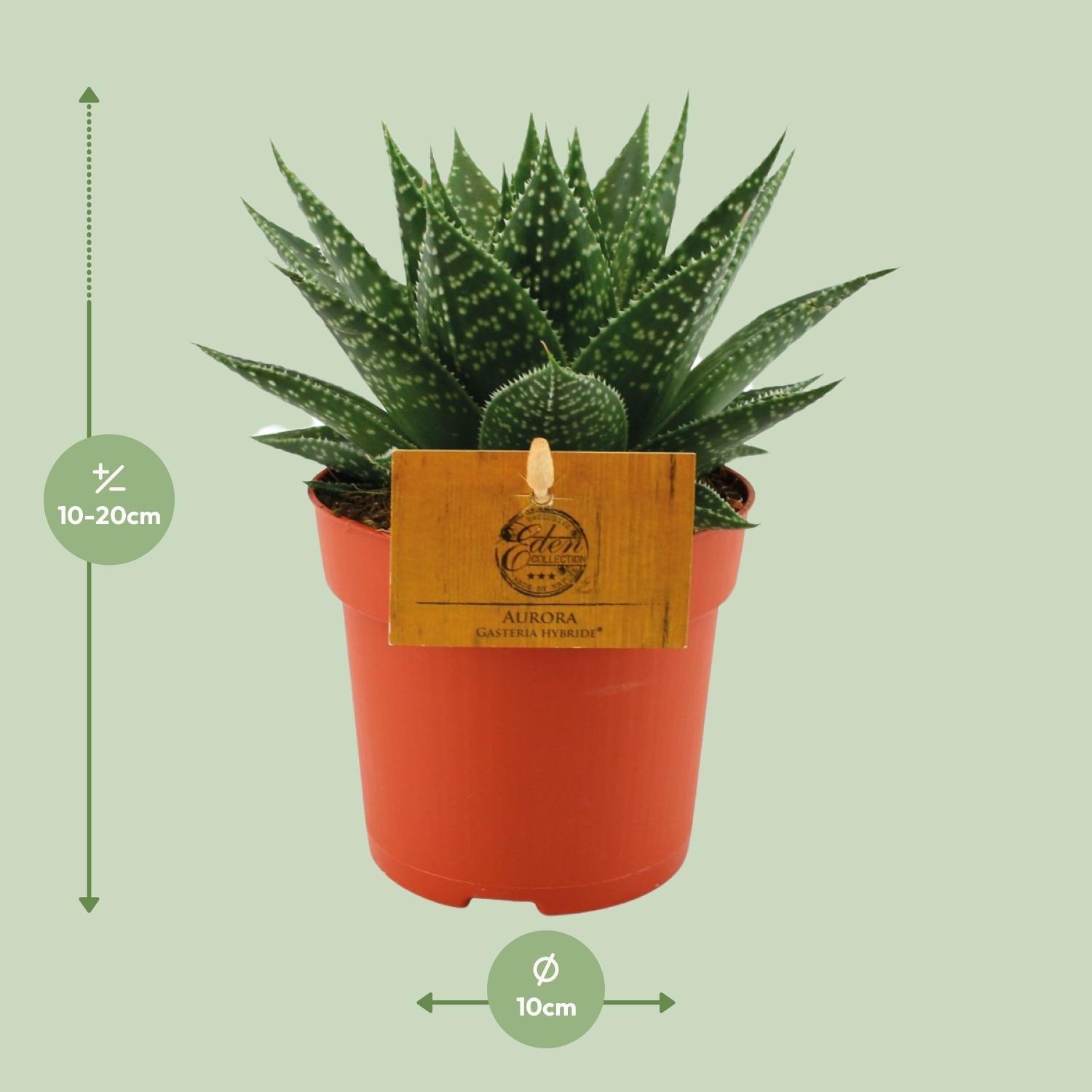 Kuhzungenpflanze - Gasteria Hybride Aurora - Ø11cm - ↕15cm