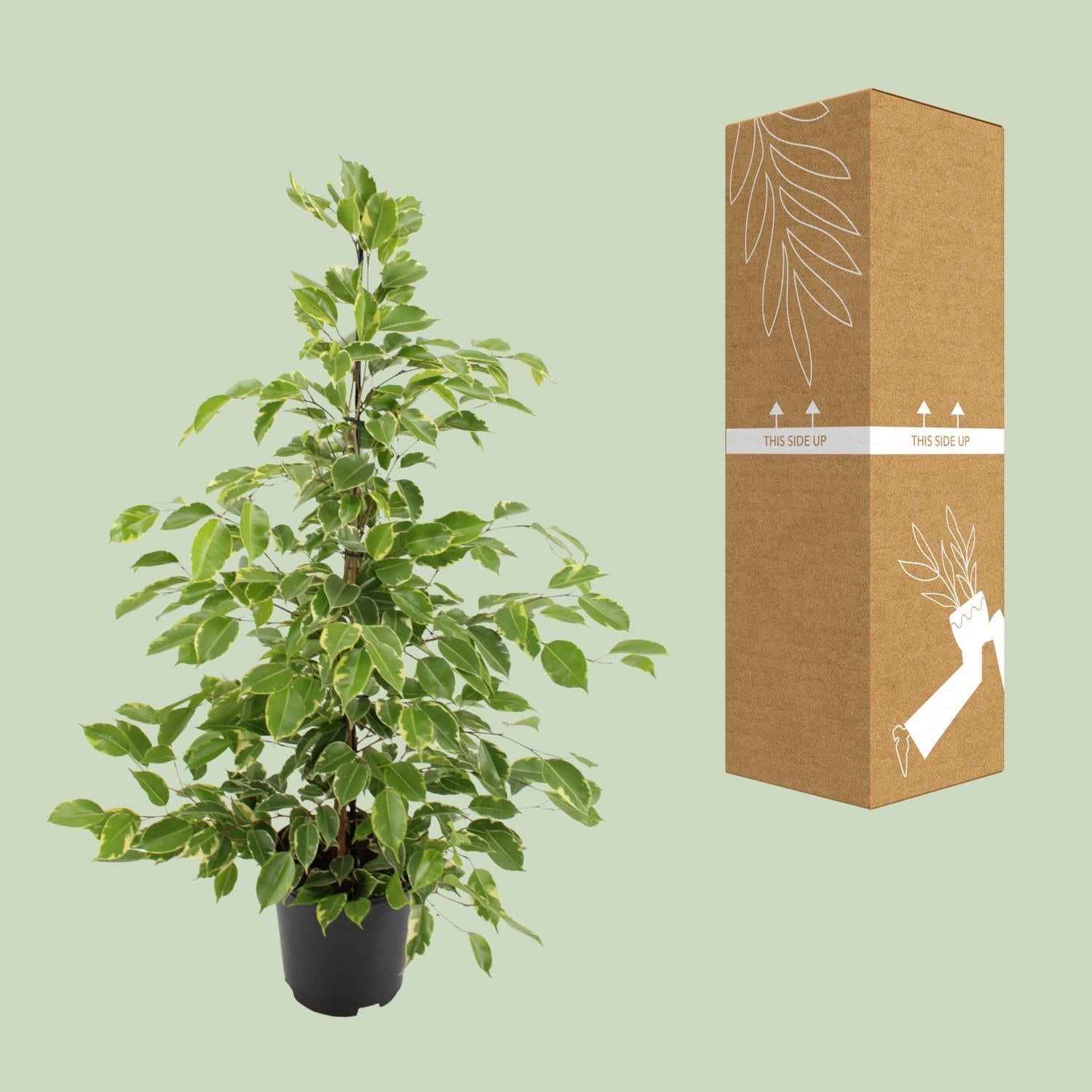 Birkenfeige - Ficus Benjamina Golden King - Ø21cm - ↕95cm