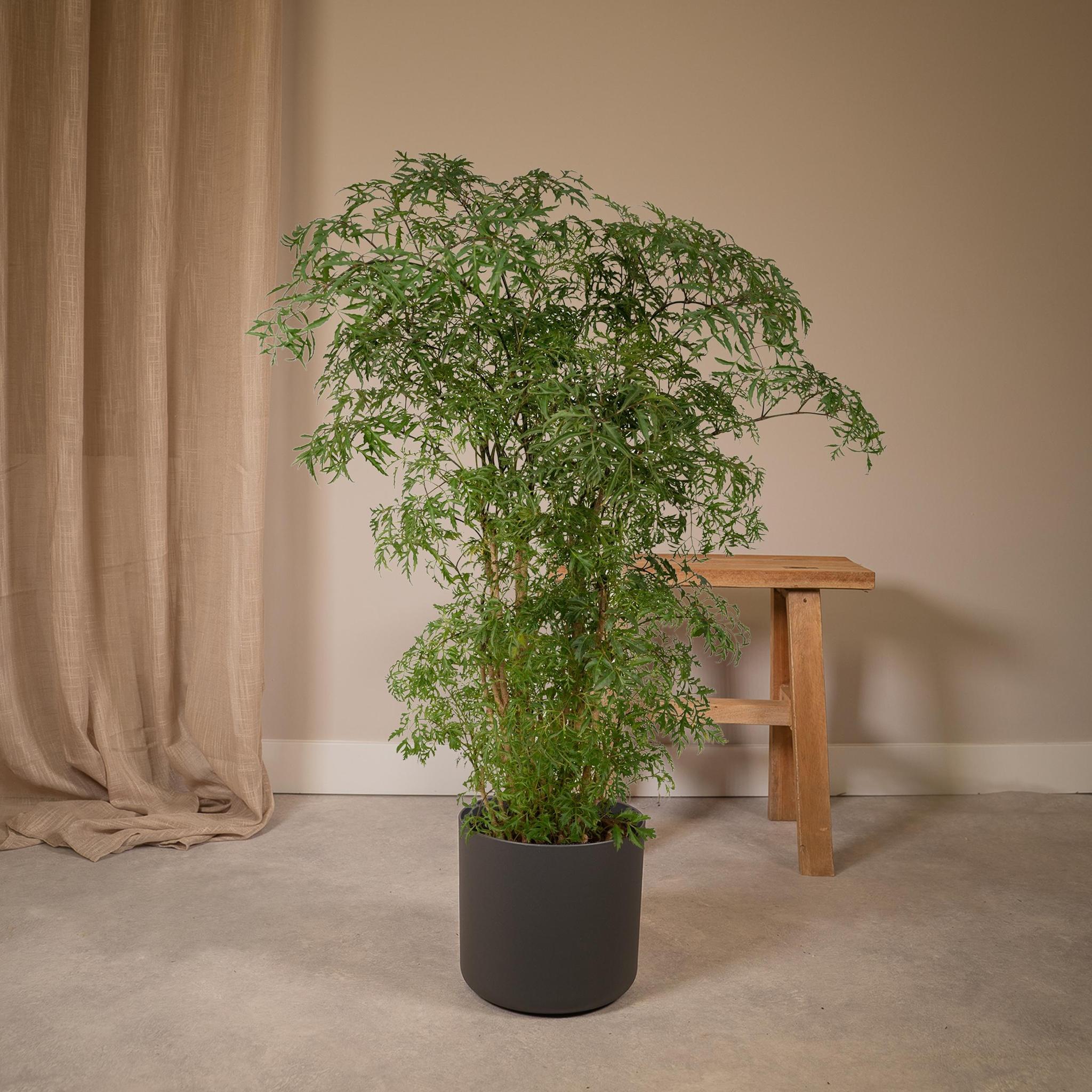 Ming Aralie - Polyscias Fruticosa (Aralia) - Ø21cm - ↕75cm